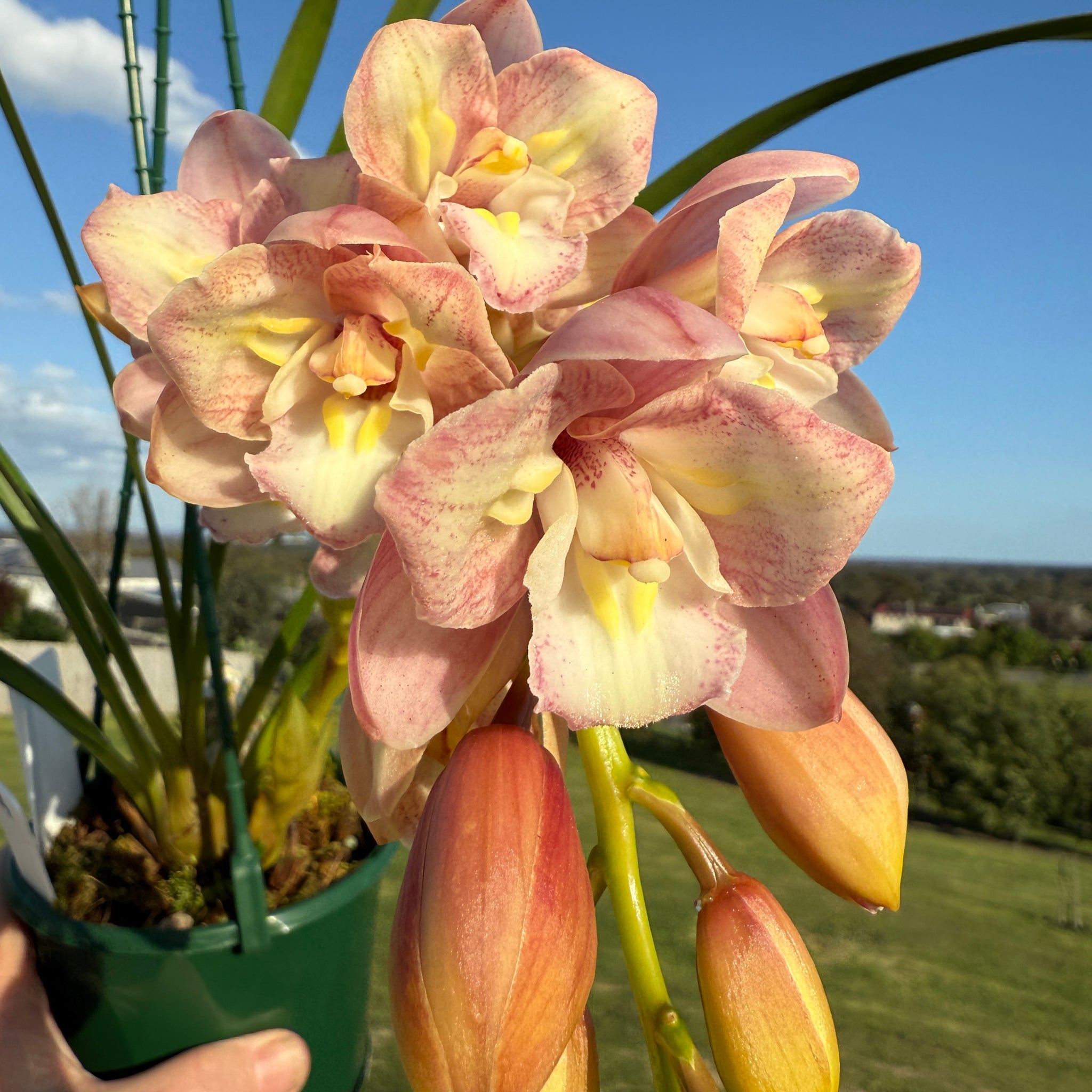 Cymbidium Maluka 'Baby Pink' Peloric