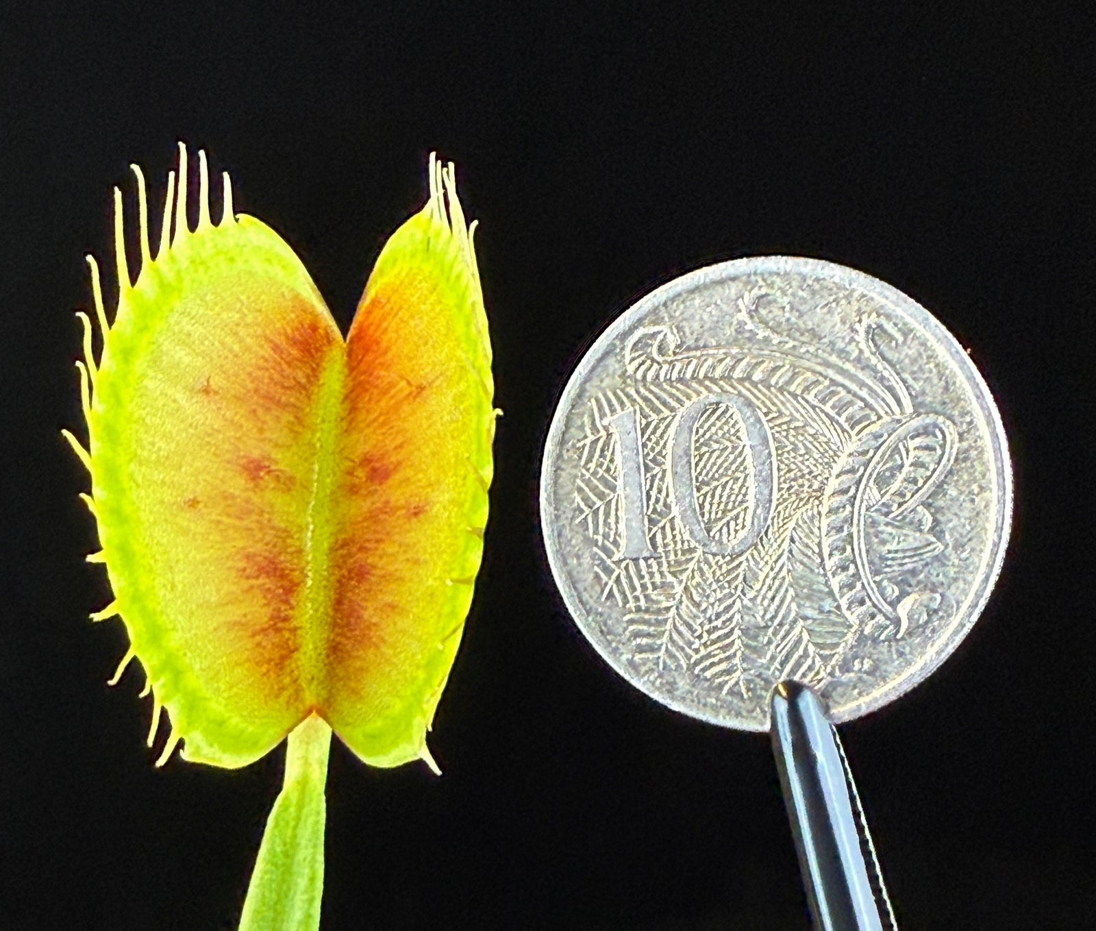 Dionaea muscipula 'Extra Large' – Venus Fly Trap