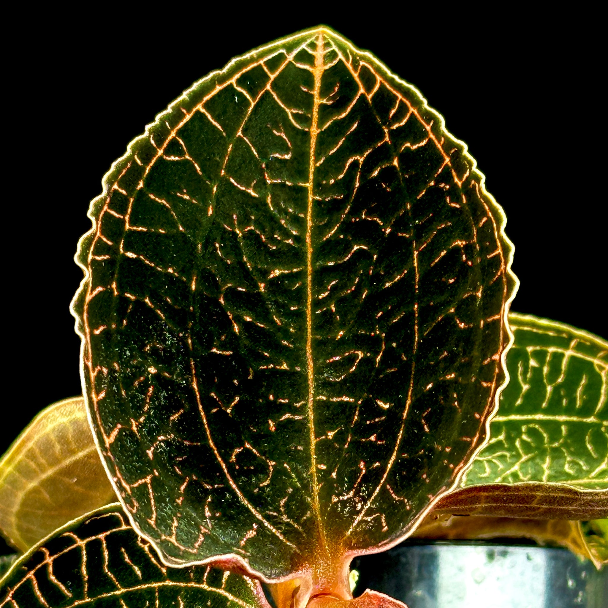 Anoectochilus 'Coarse Rod'