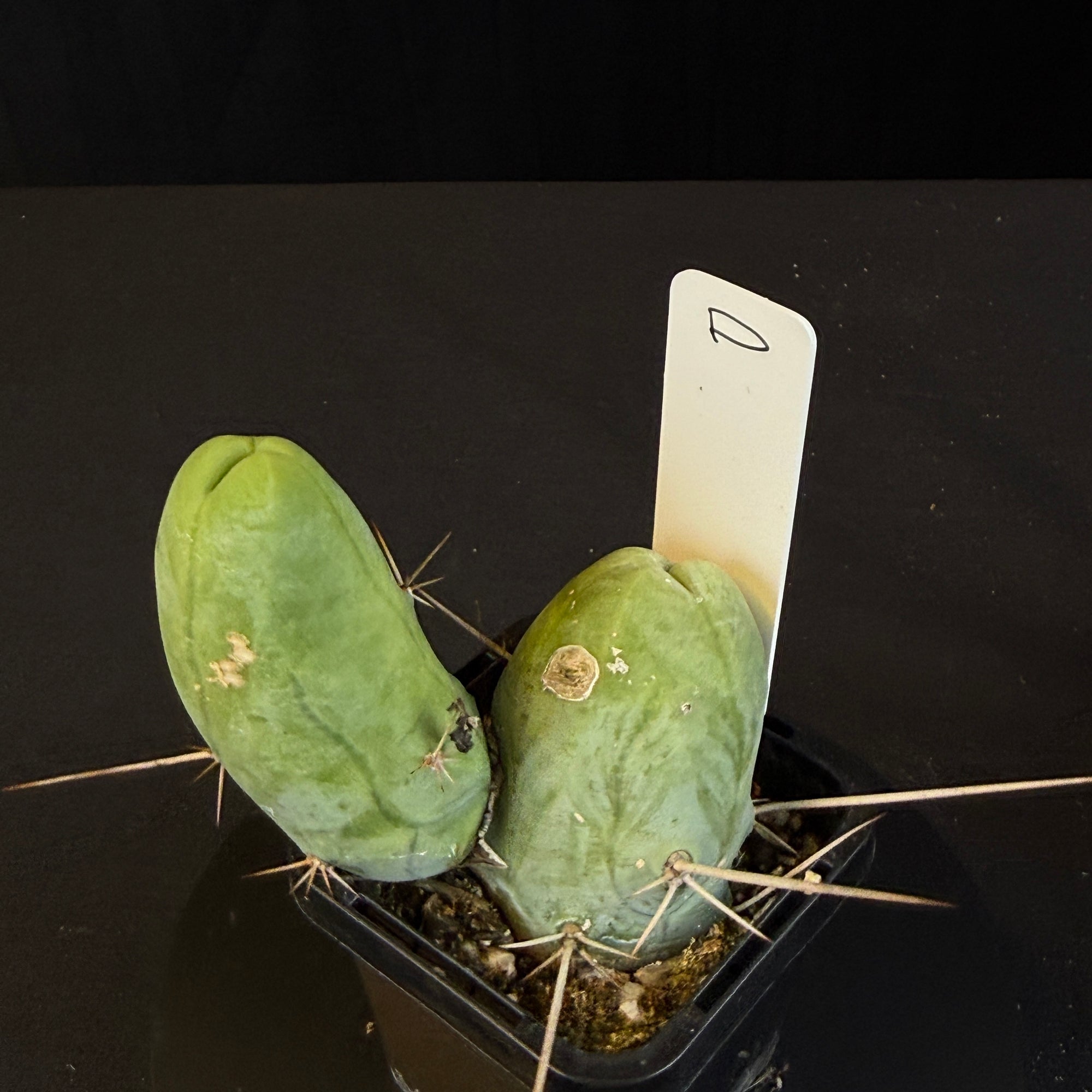 Trichocereus bridgesii f. monstrosa (Syn. Echinopsis lageniformis)