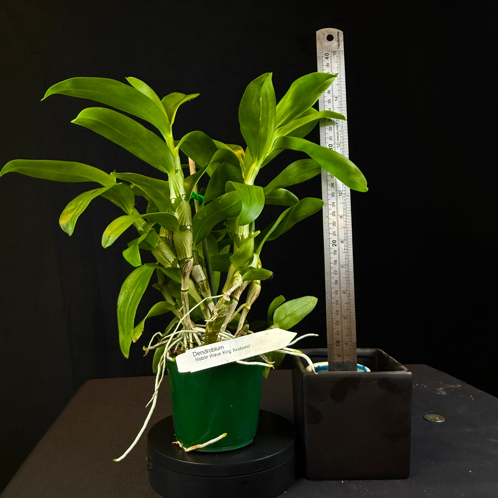 Dendrobium Wave King 'Akebono'