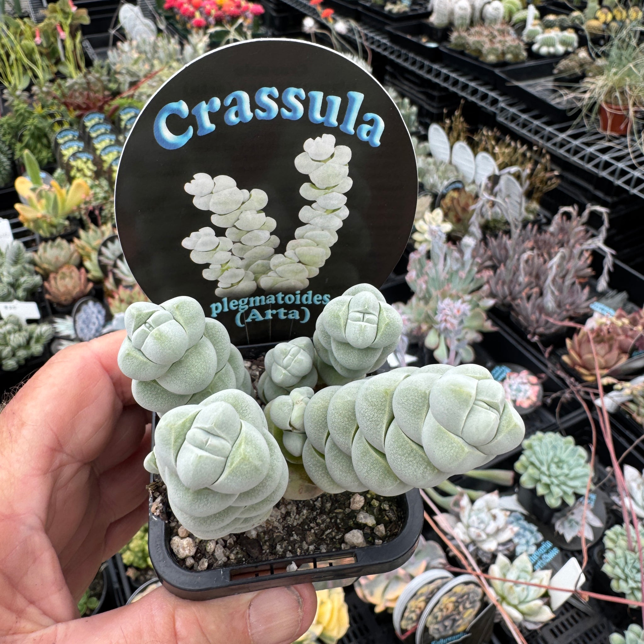 Crassula plegmatoides arta