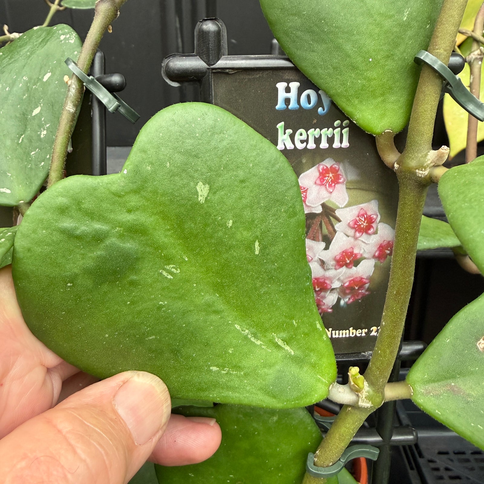 Hoya kerrii 'Heart Hoya'