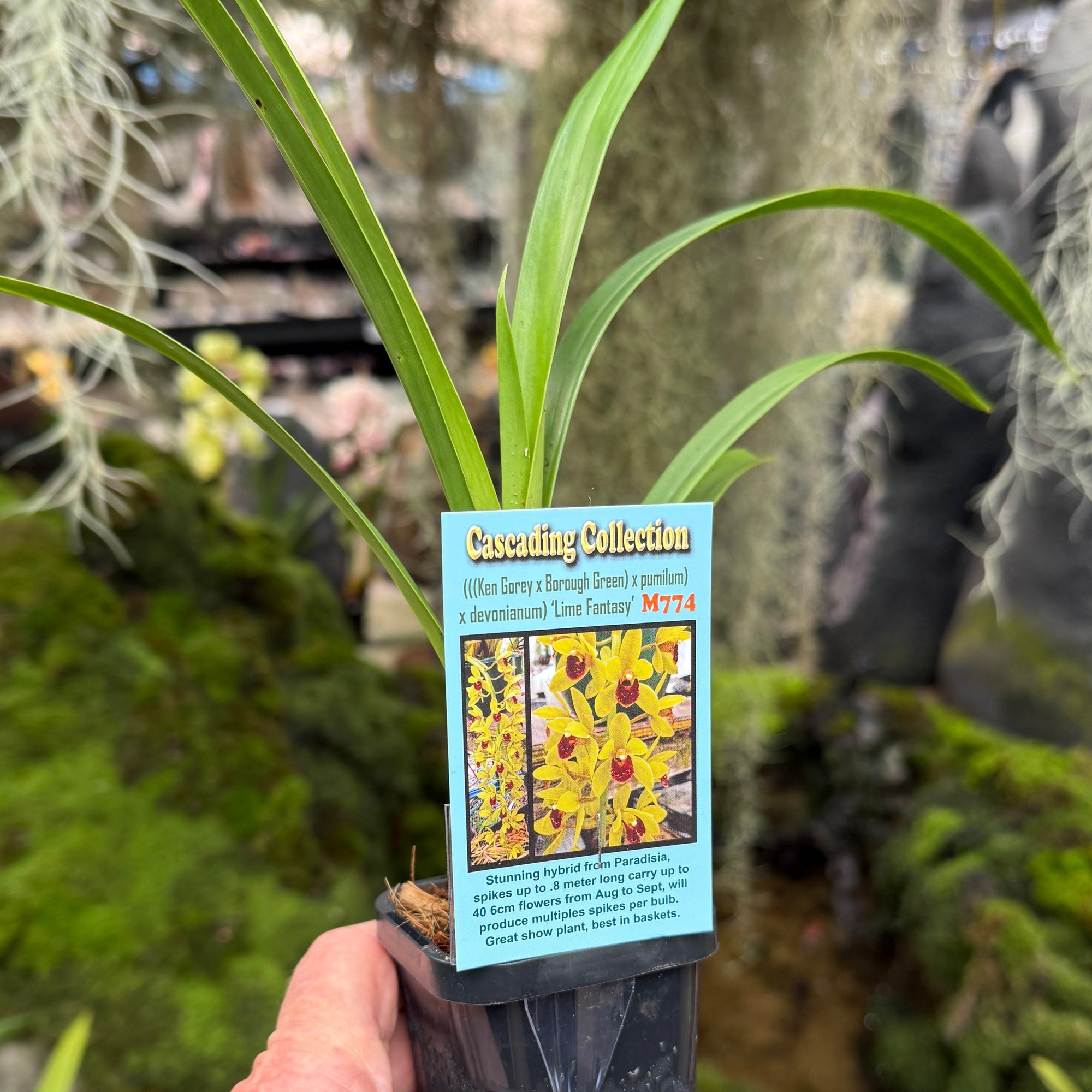 Cymbidium 'Lime Fantasy'