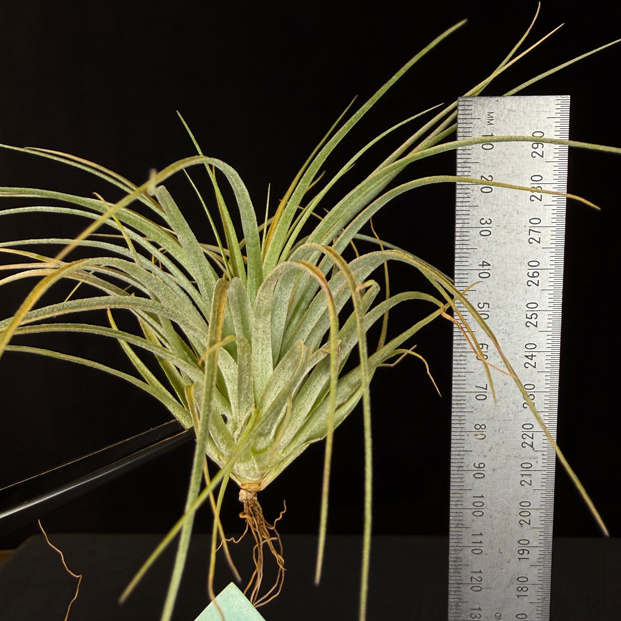 Tillandsia 'Houston'