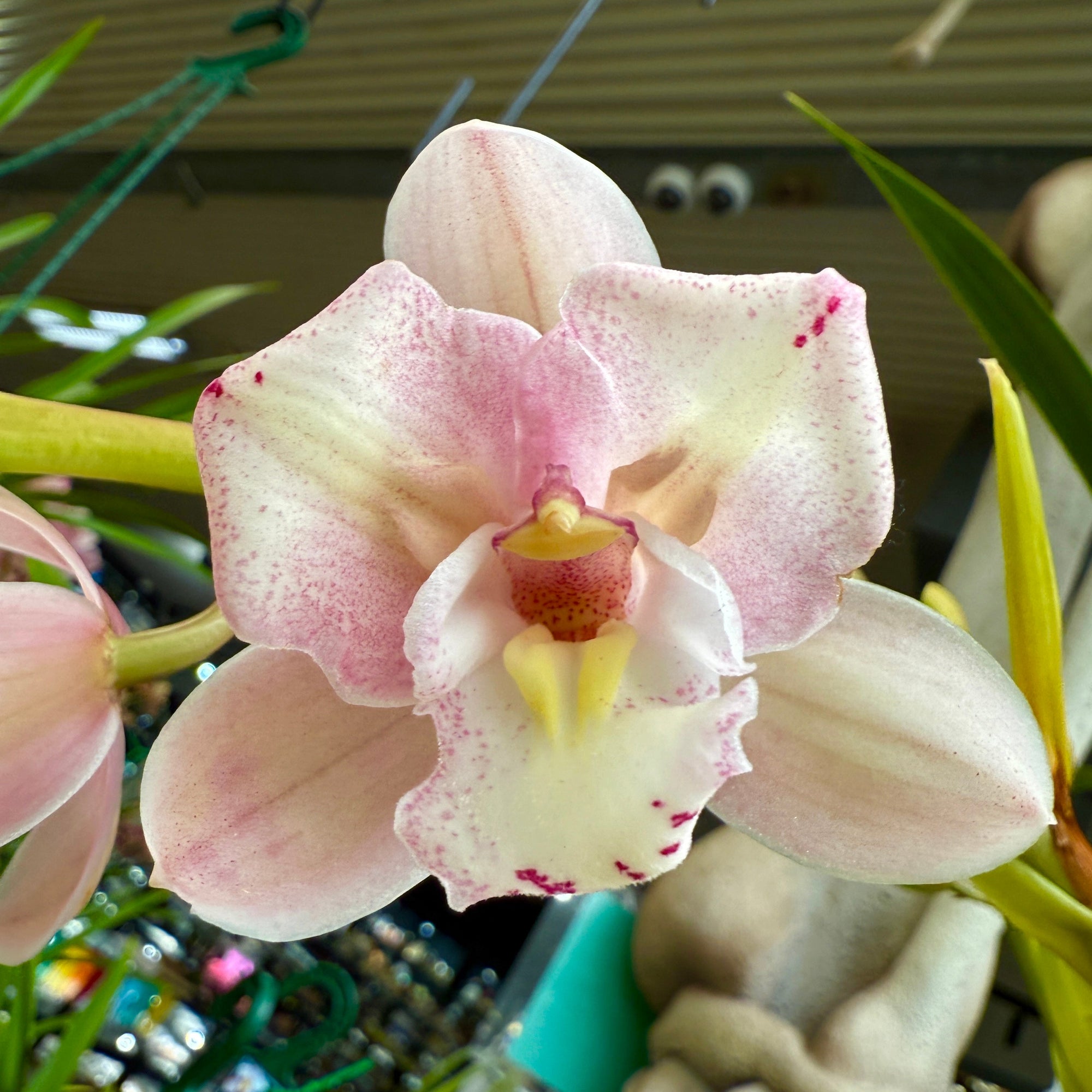 Cymbidium Maluka Baby Pink Peloric. Backbulb propagation