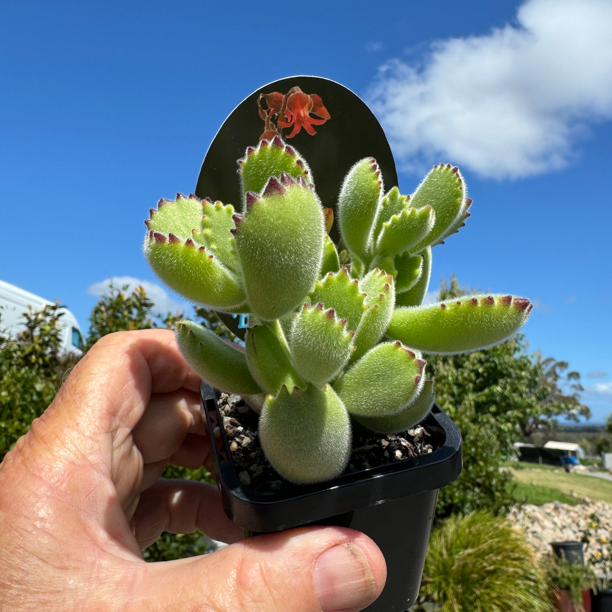 Cotyledon Bears Paw