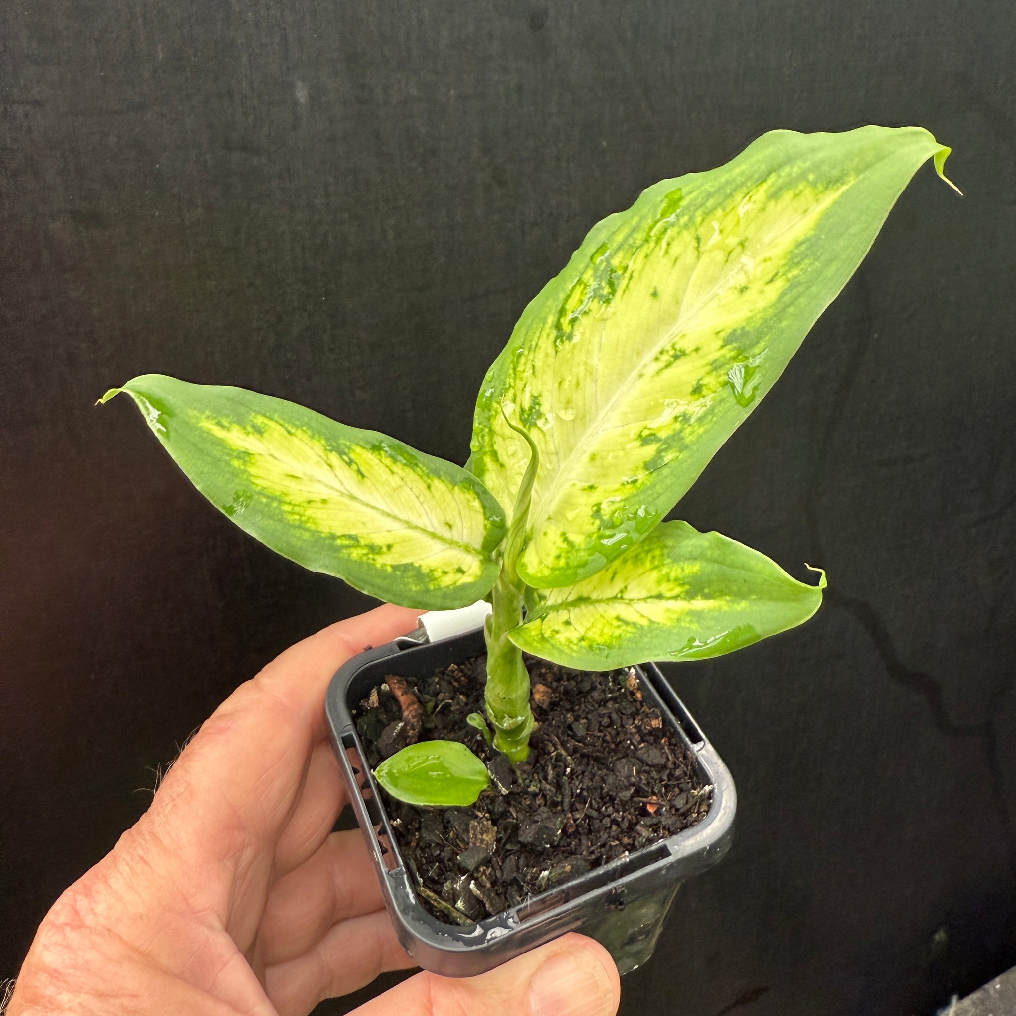dieffenbachia seguine soil Dieffenbachia seguine 'Tropic Marianne' – Collectors Online