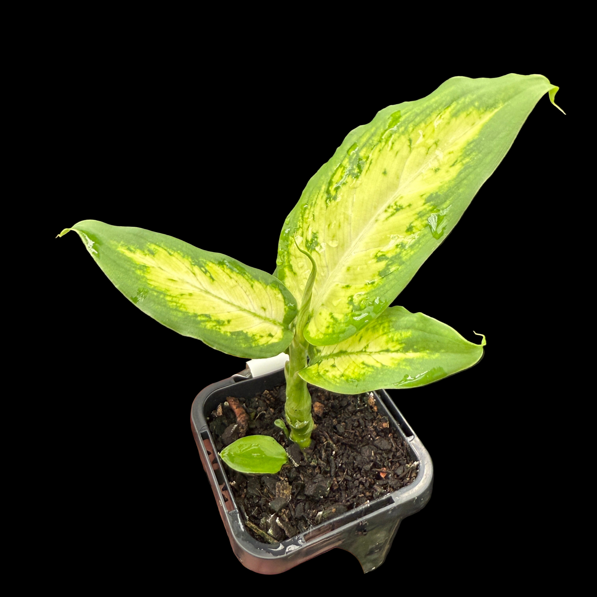 dieffenbachia seguine yellow leaves Dieffenbachia seguine 'Tropic Marianne' – Collectors Online