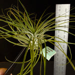 Tillandsia stricta 'Green'
