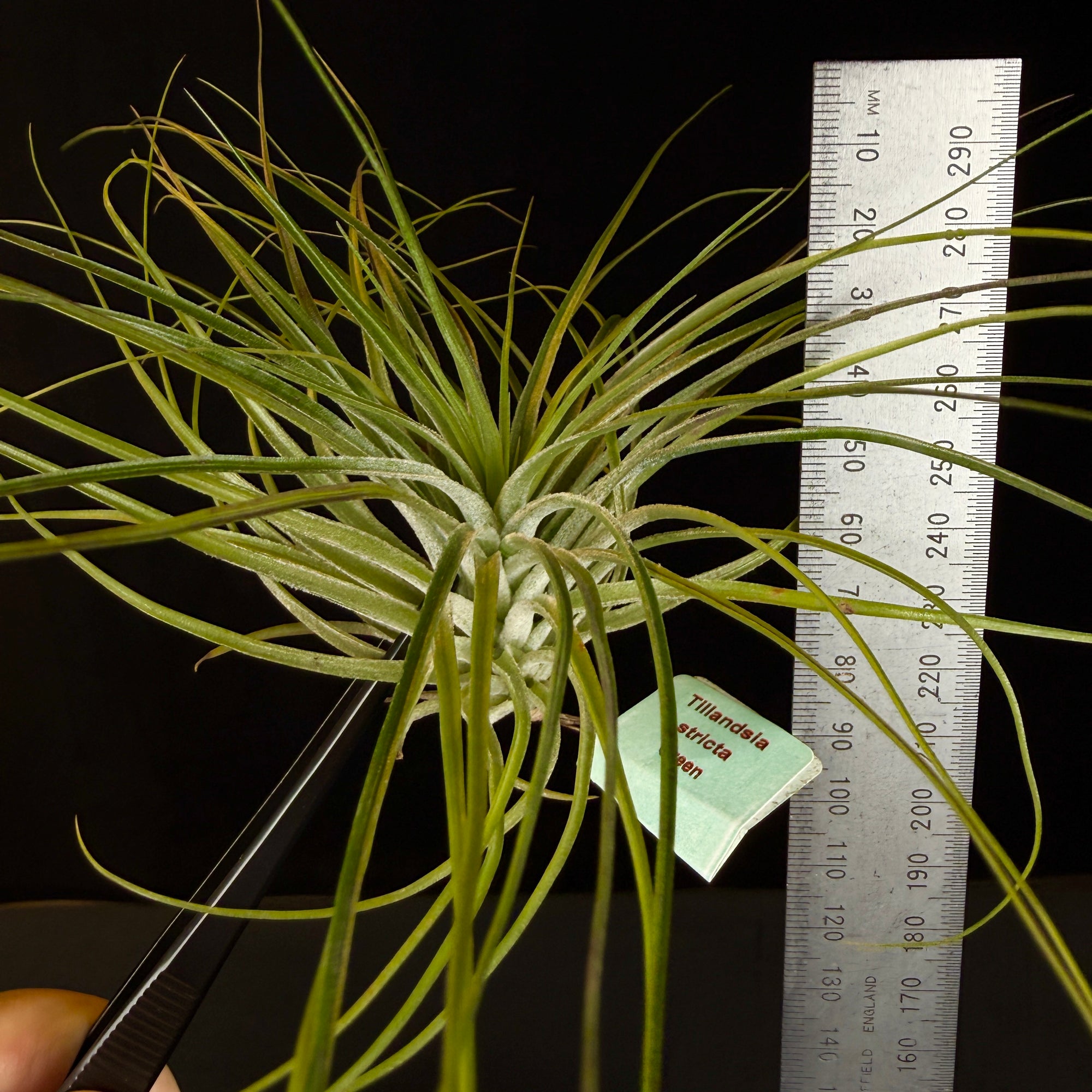 Tillandsia stricta 'Green'