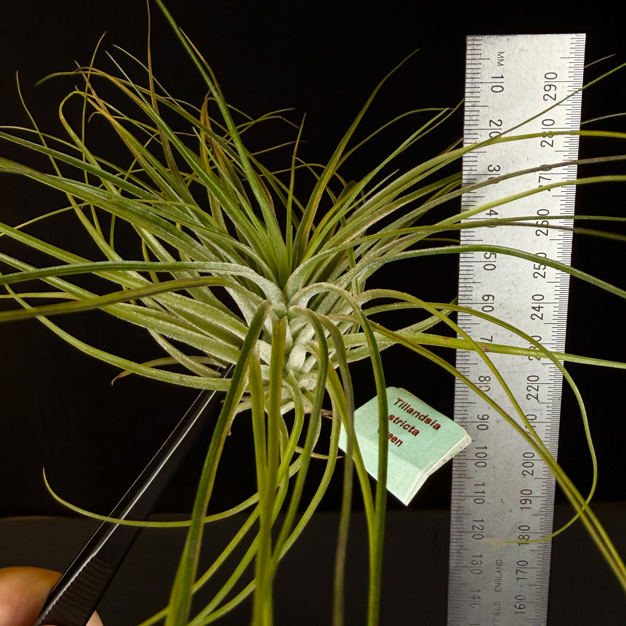 Tillandsia stricta 'Green'