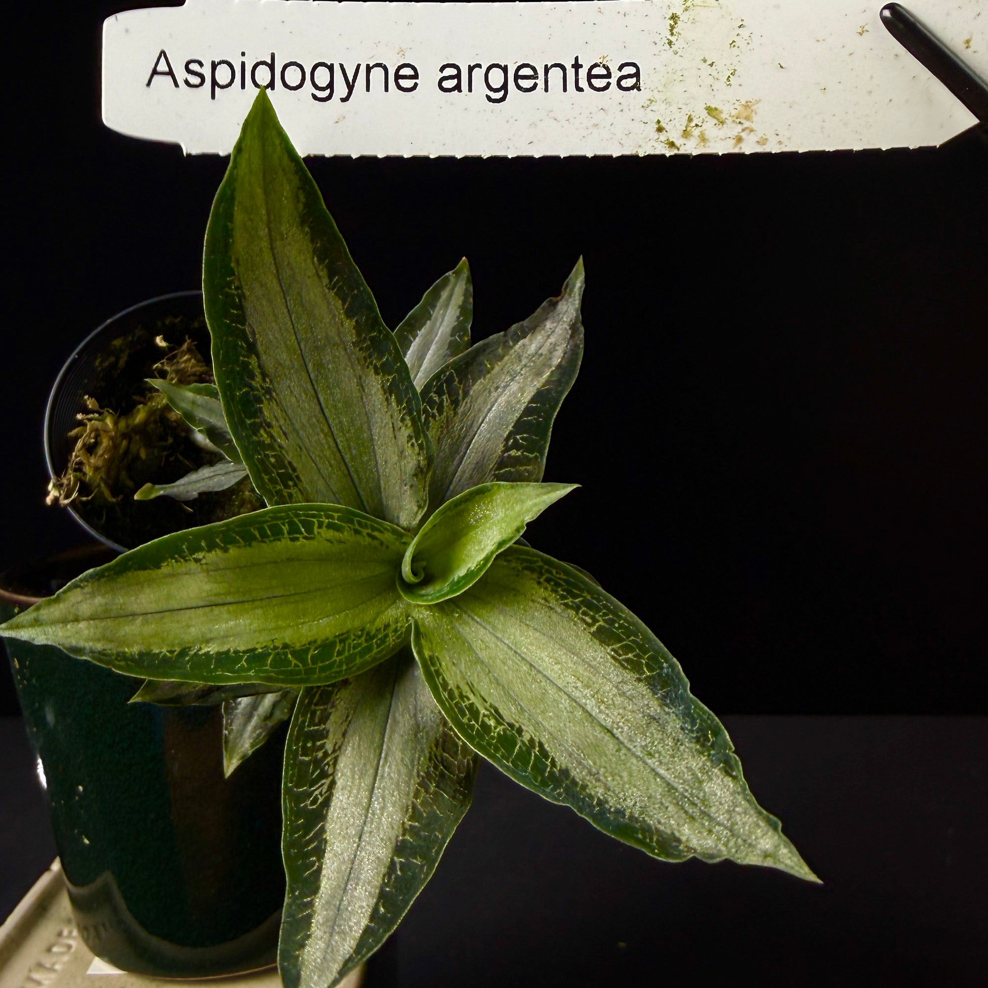 Microchilus argenteus (syn. Aspidogyne argentea) (WA Prohibited)