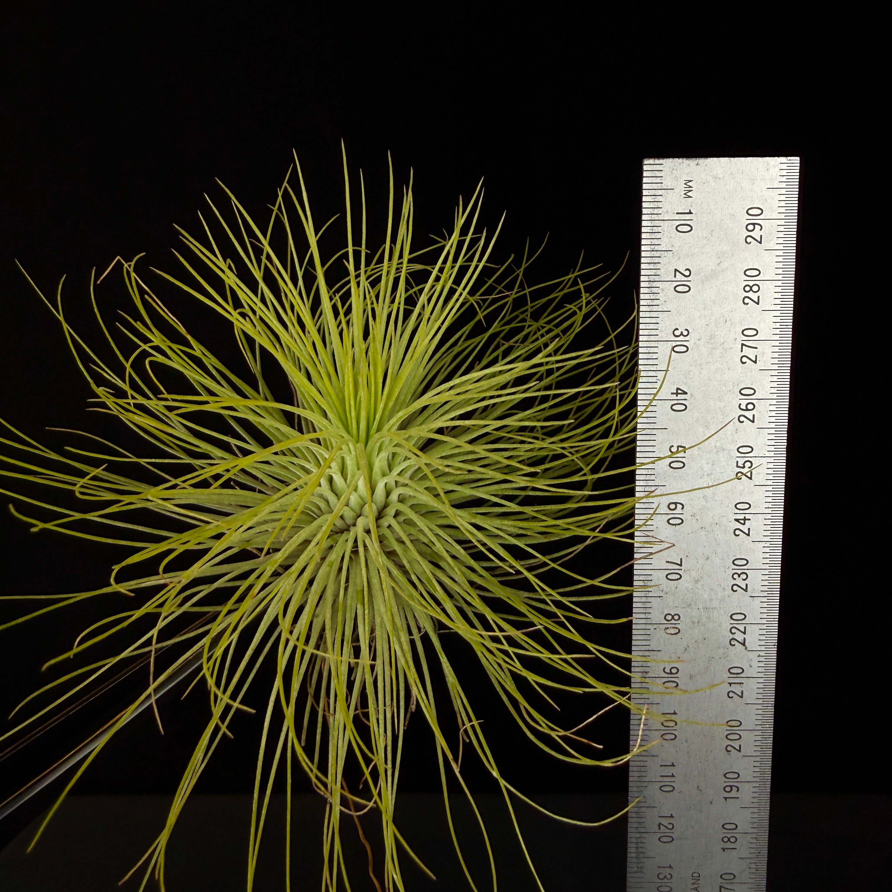 Tillandsia andreana – Collectors Online