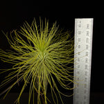Tillandsia andreana