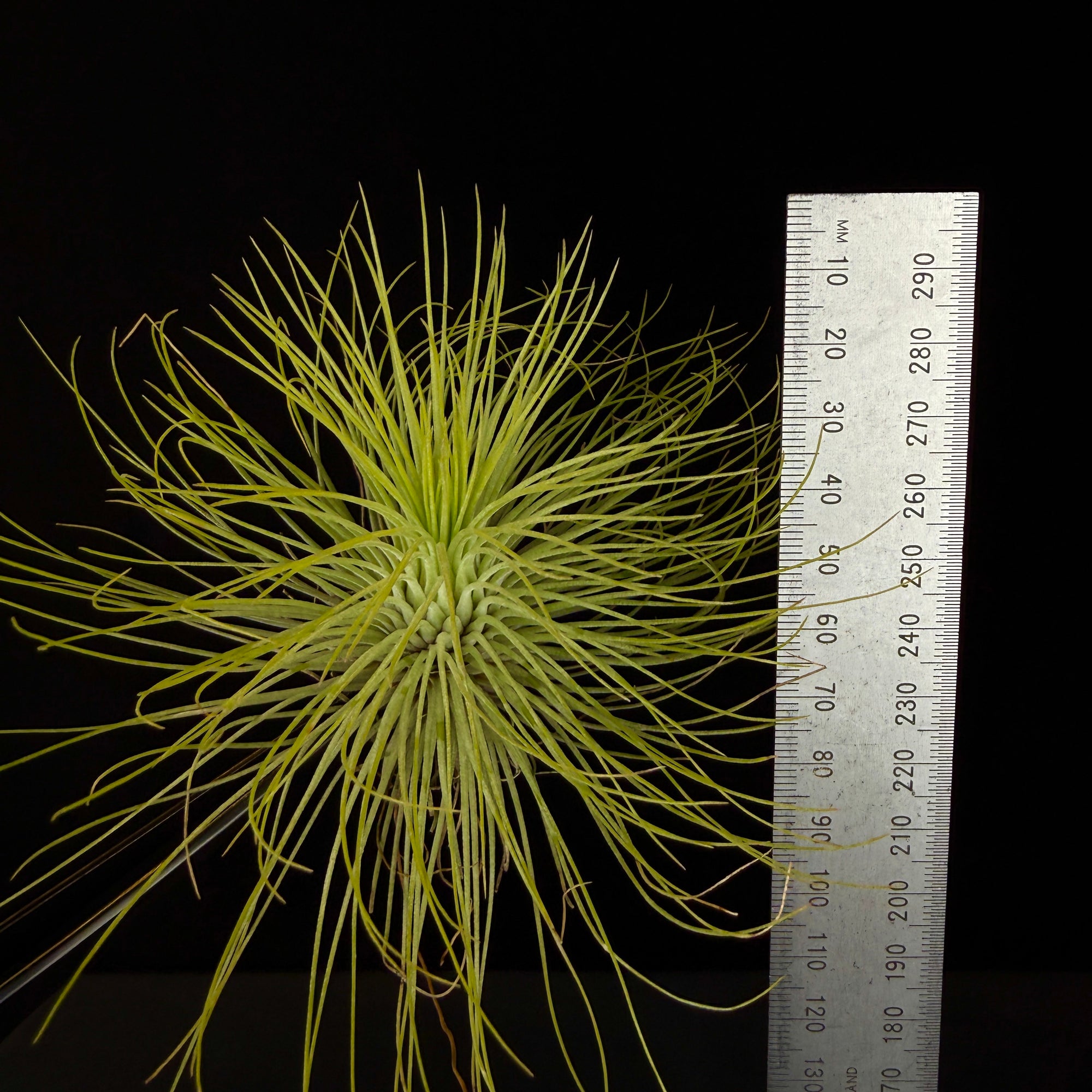 Tillandsia andreana