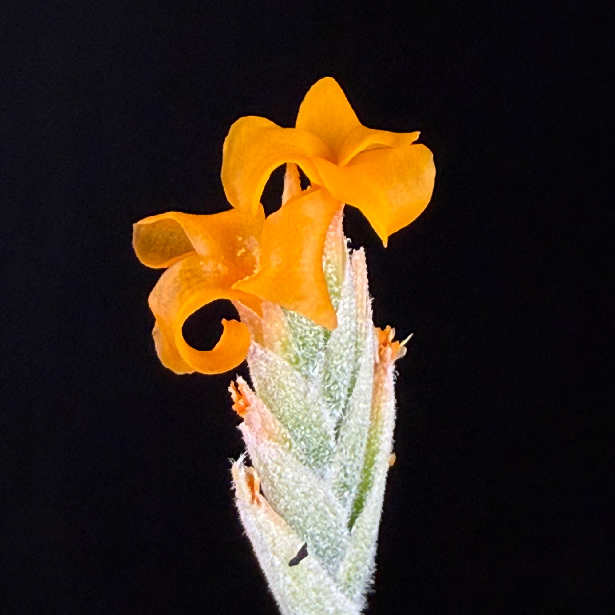 Tillandsia caliginosa x crocata