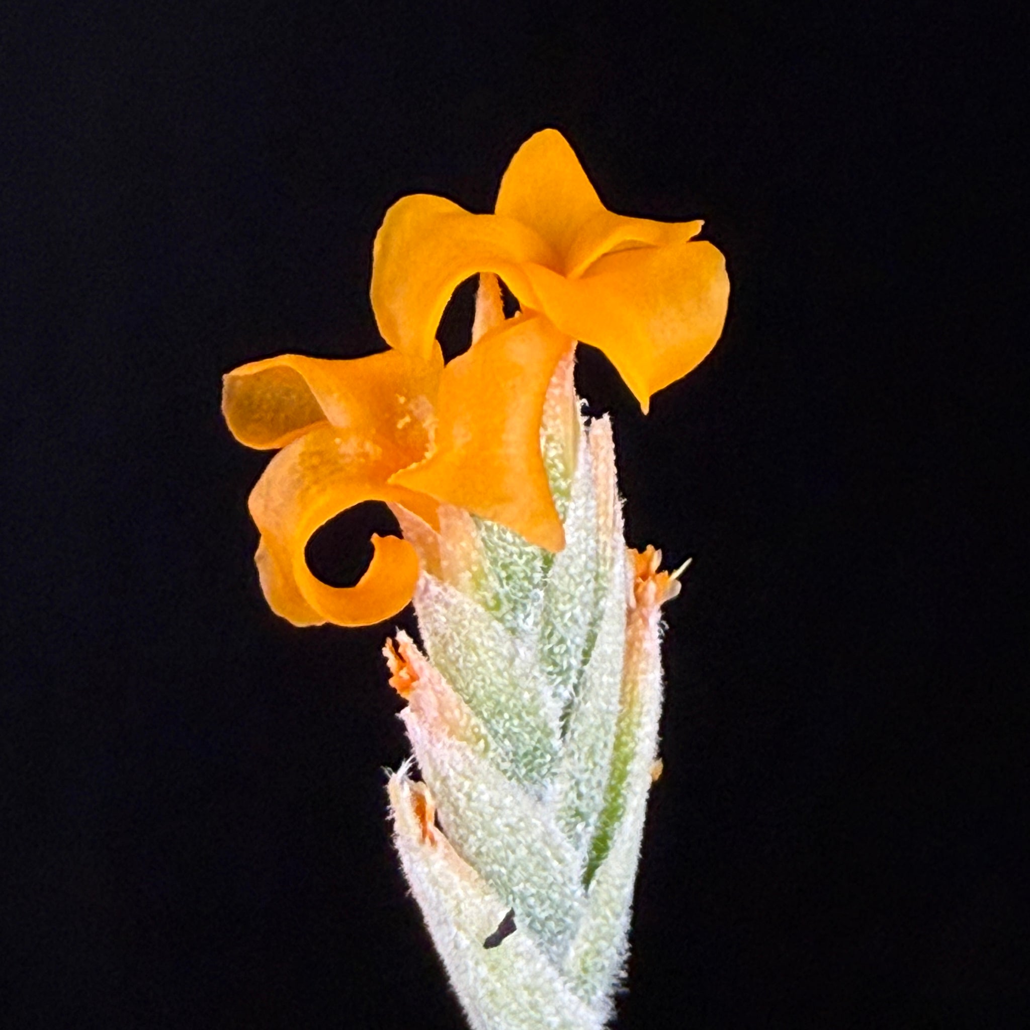 Tillandsia caliginosa x crocata