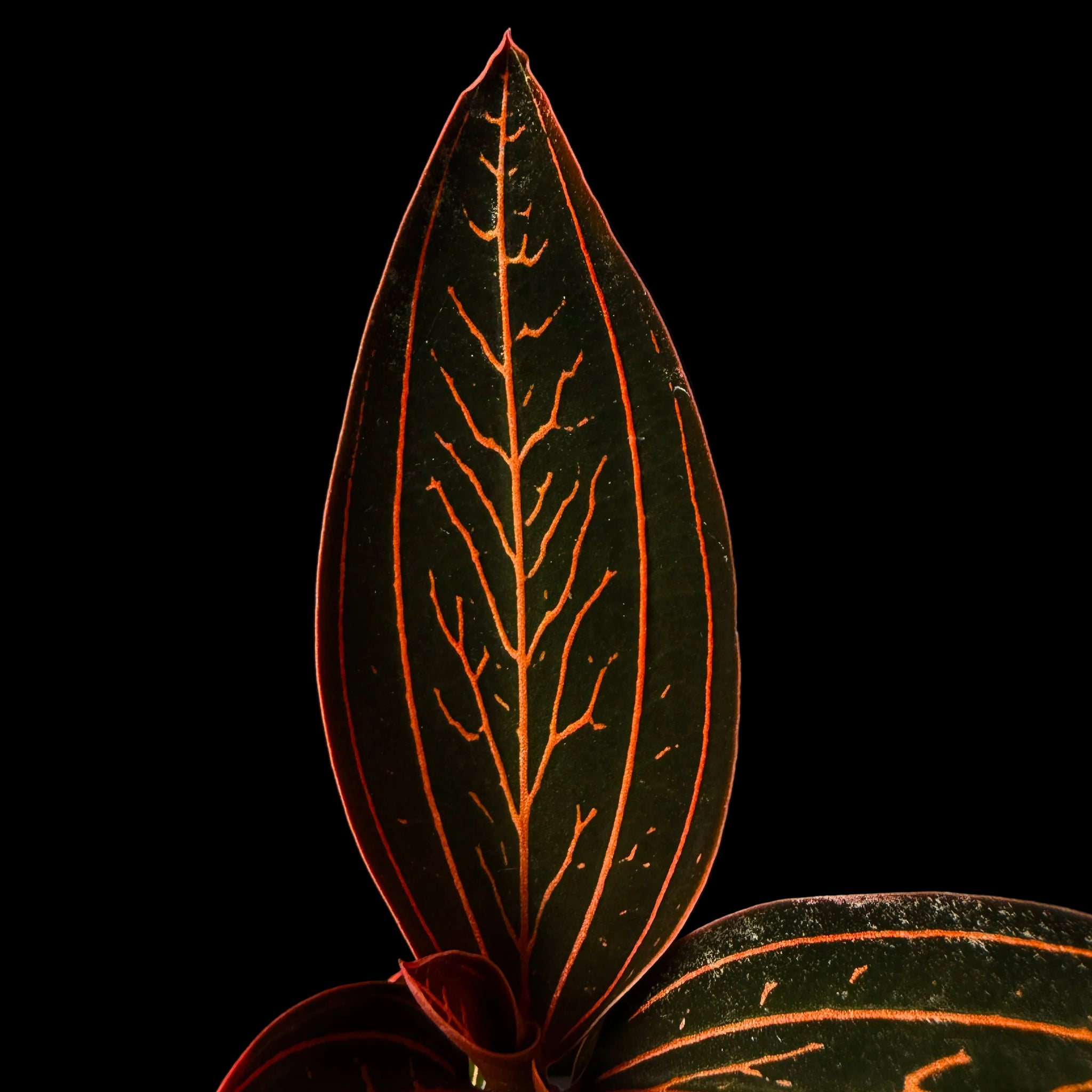 Ludisia discolor 'Spiderman'