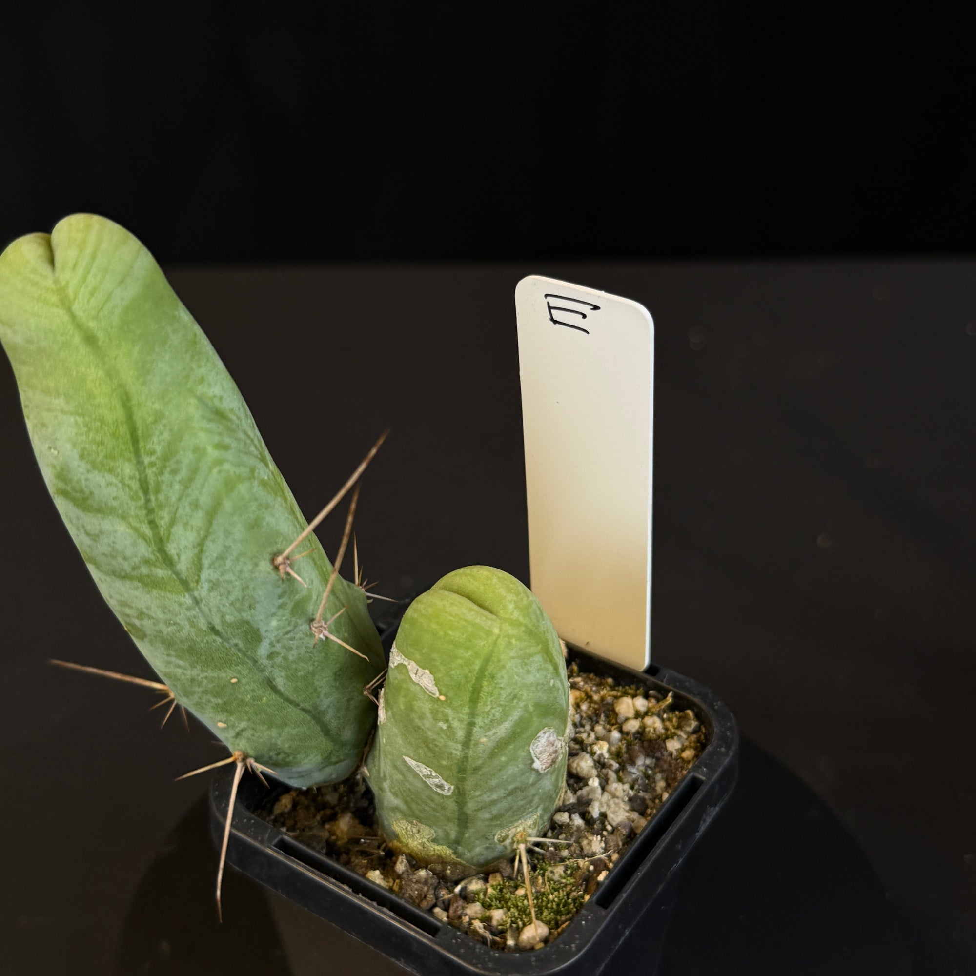 Trichocereus bridgesii f. monstrosa (Syn. Echinopsis lageniformis)