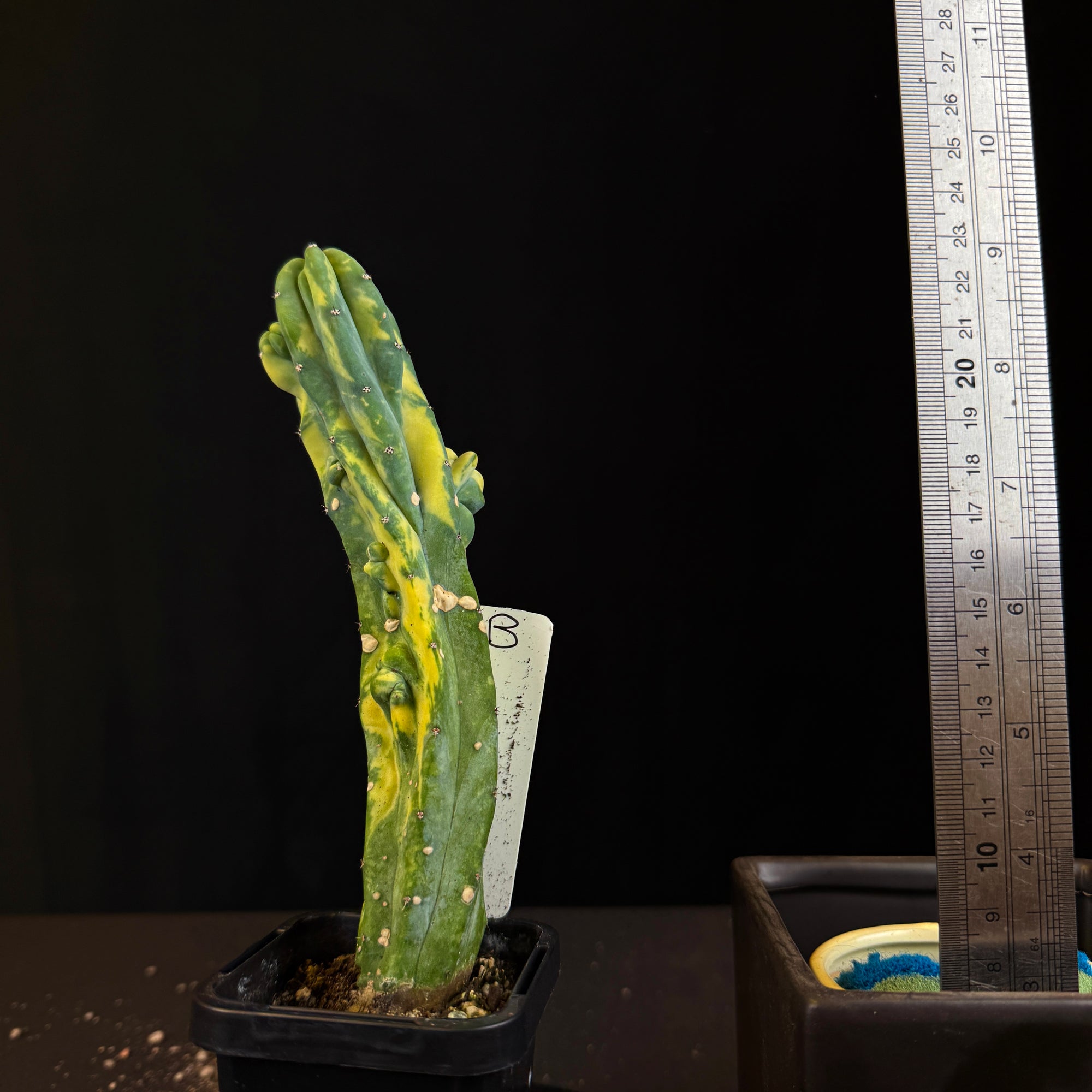 Myrtillocactus geometrizans cristata variegata