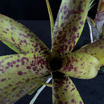 Neoregelia Tiny Tot pauciflora