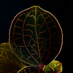 Anoectochilus 'Golden Silk'