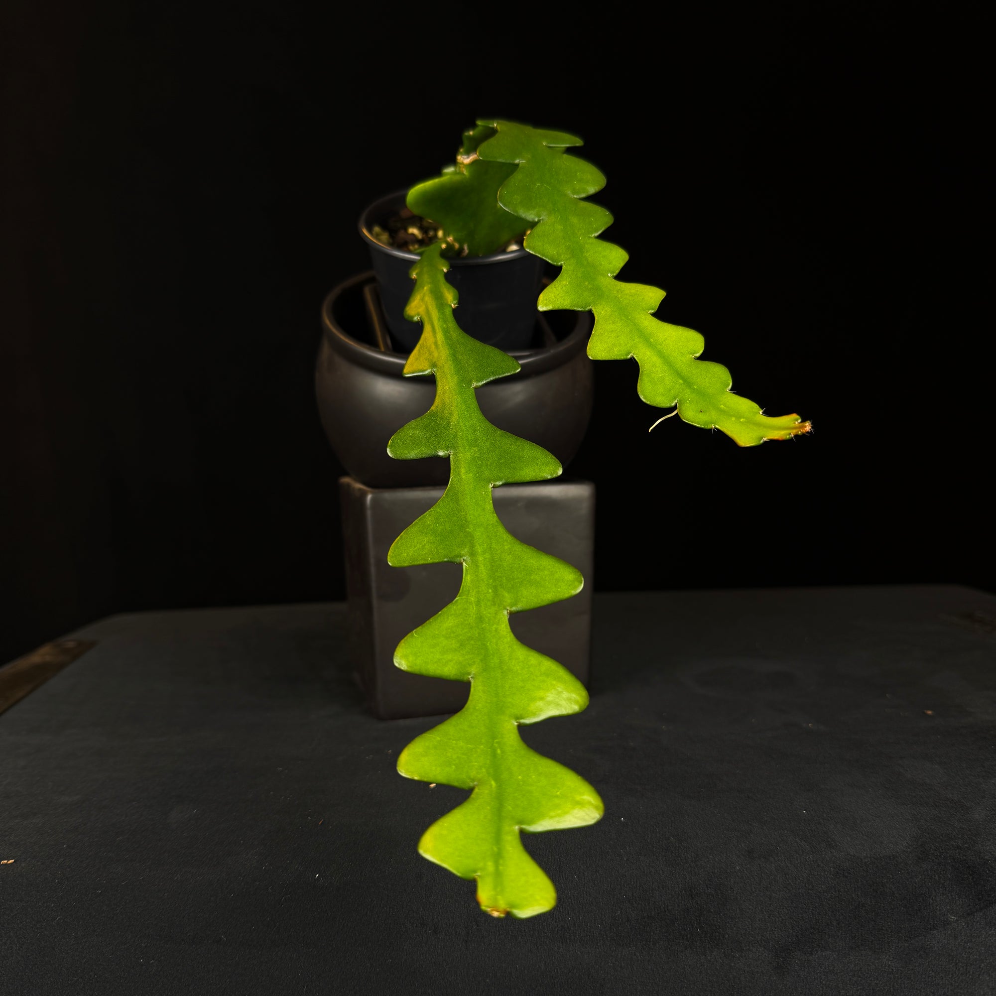 Selenicereus anthonyanus