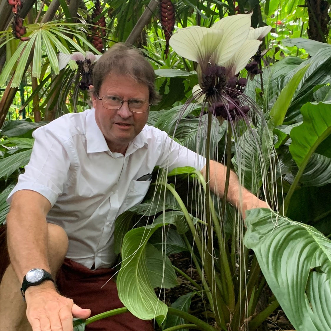 Tacca integrifolia 'The White Bat Flower'