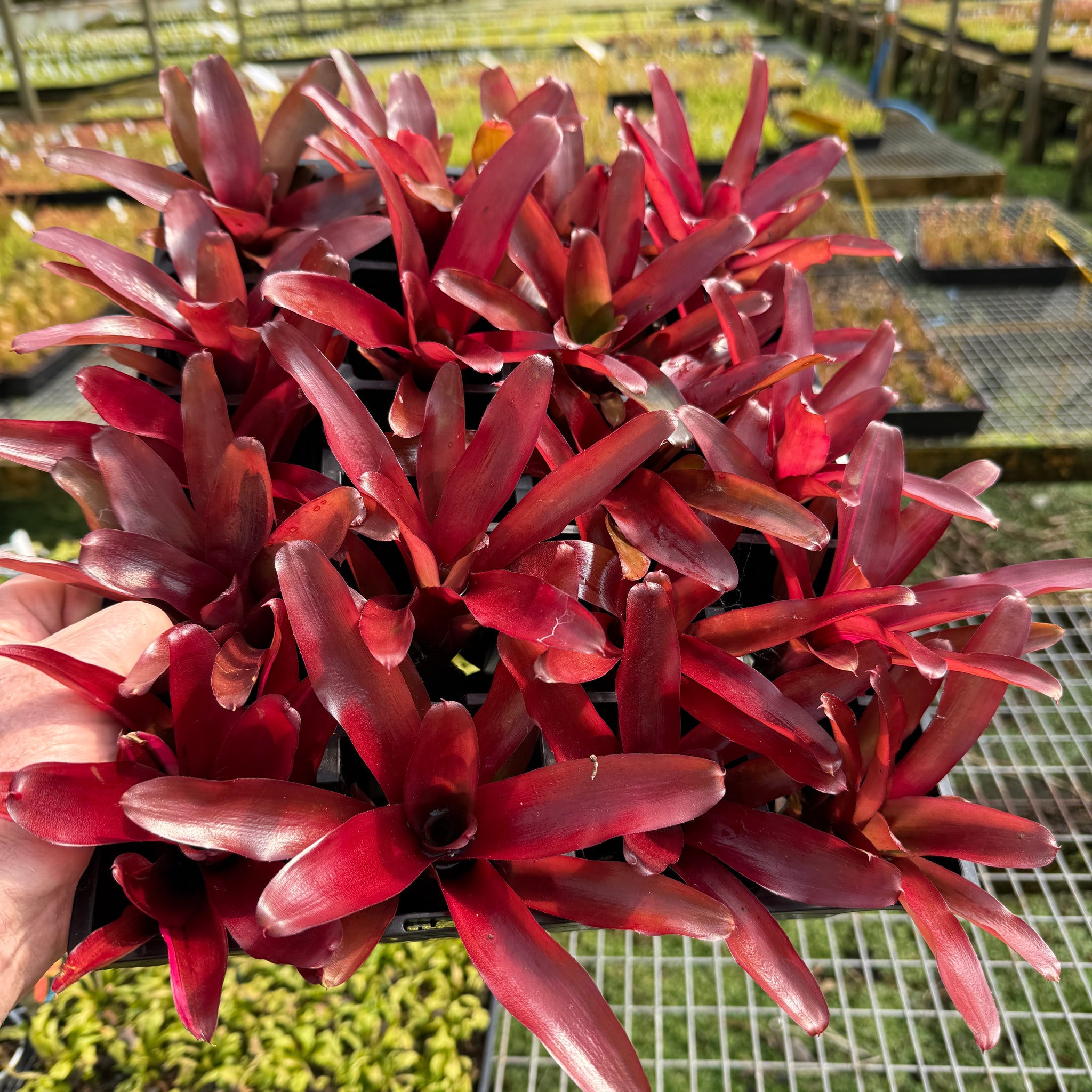 Neoregelia Tiny Tot 'Fire Engine’ Mini Hybrid - Bare root cuttings