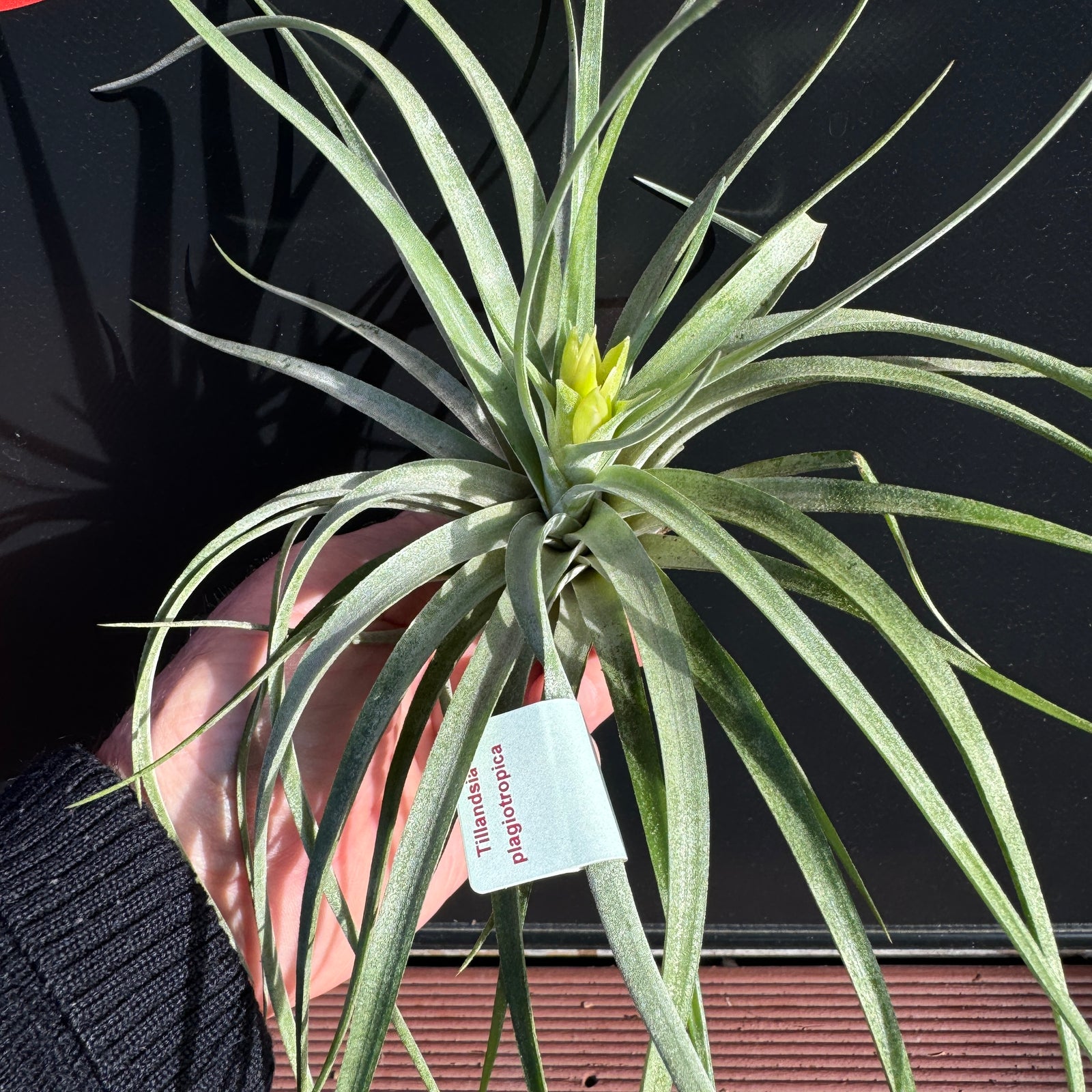 Tillandsia plagiotropica