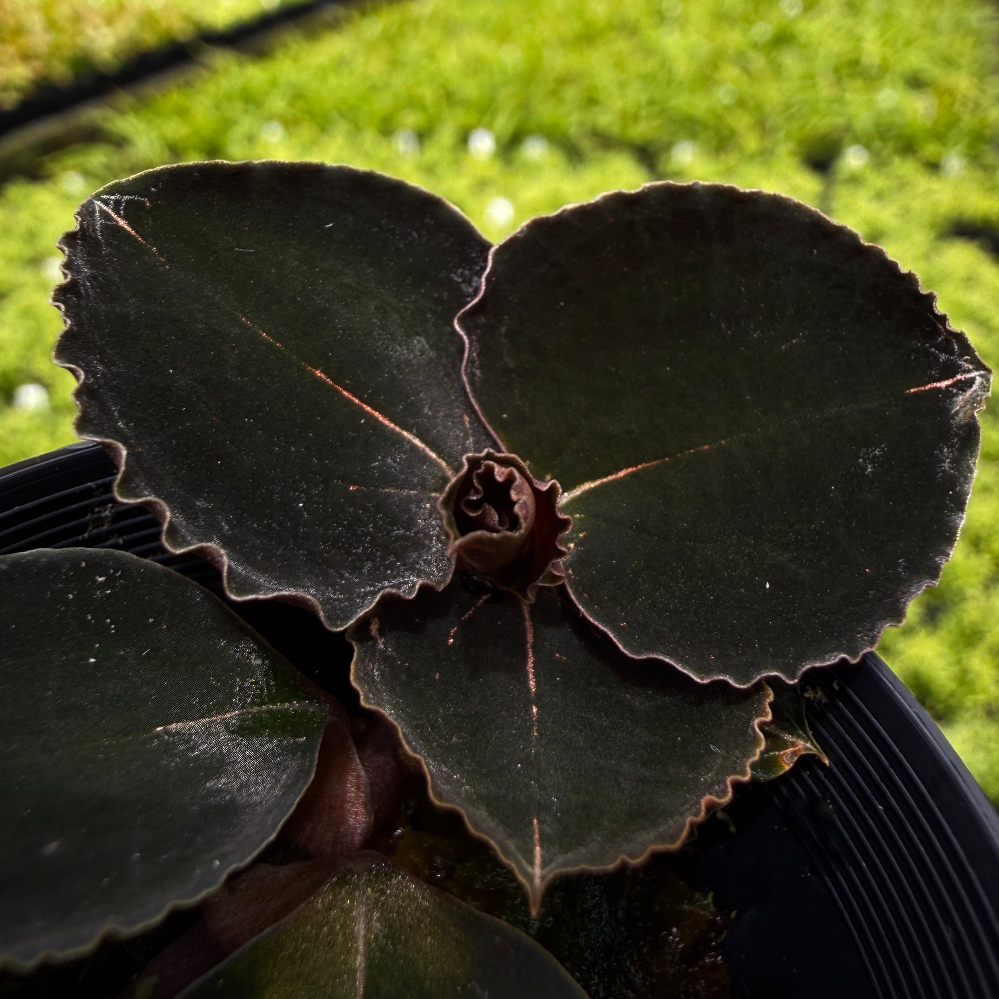 Anoectochilus 'Black Swan'