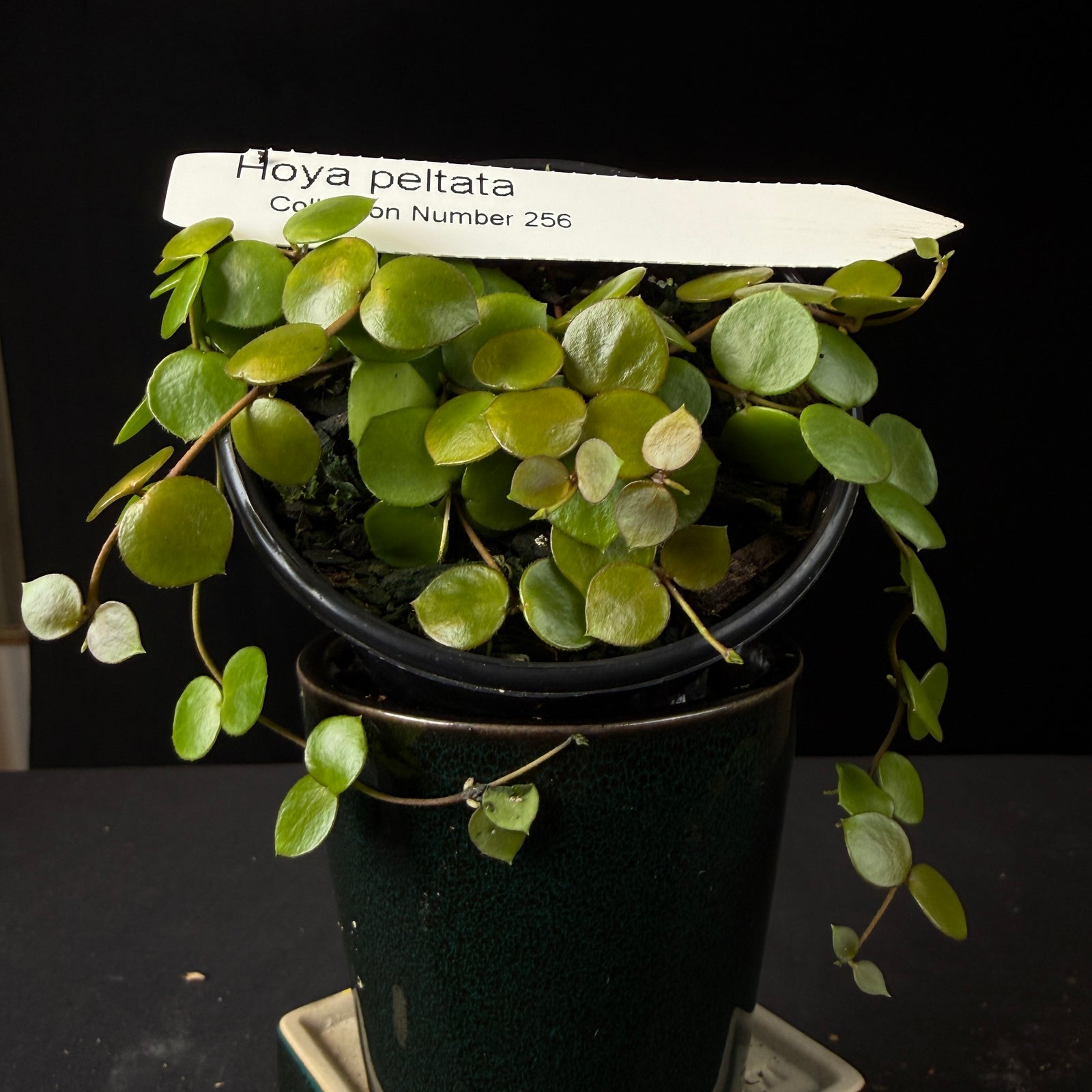 Hoya peltata (WA Prohibited)