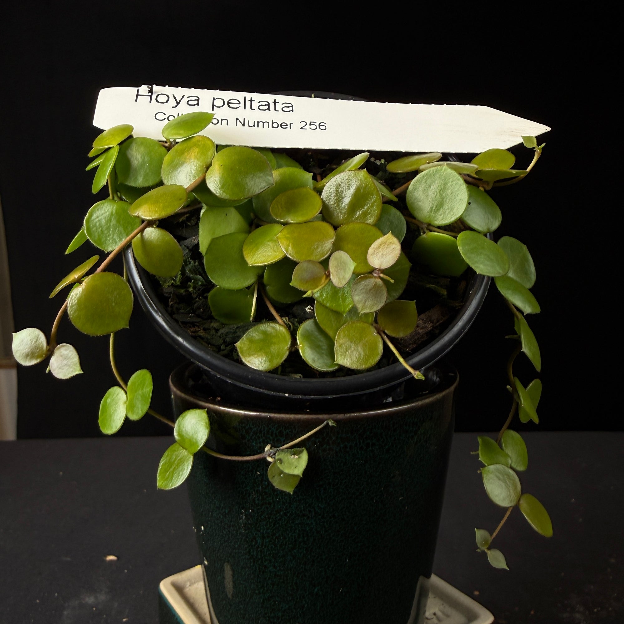 Hoya peltata (WA Prohibited)