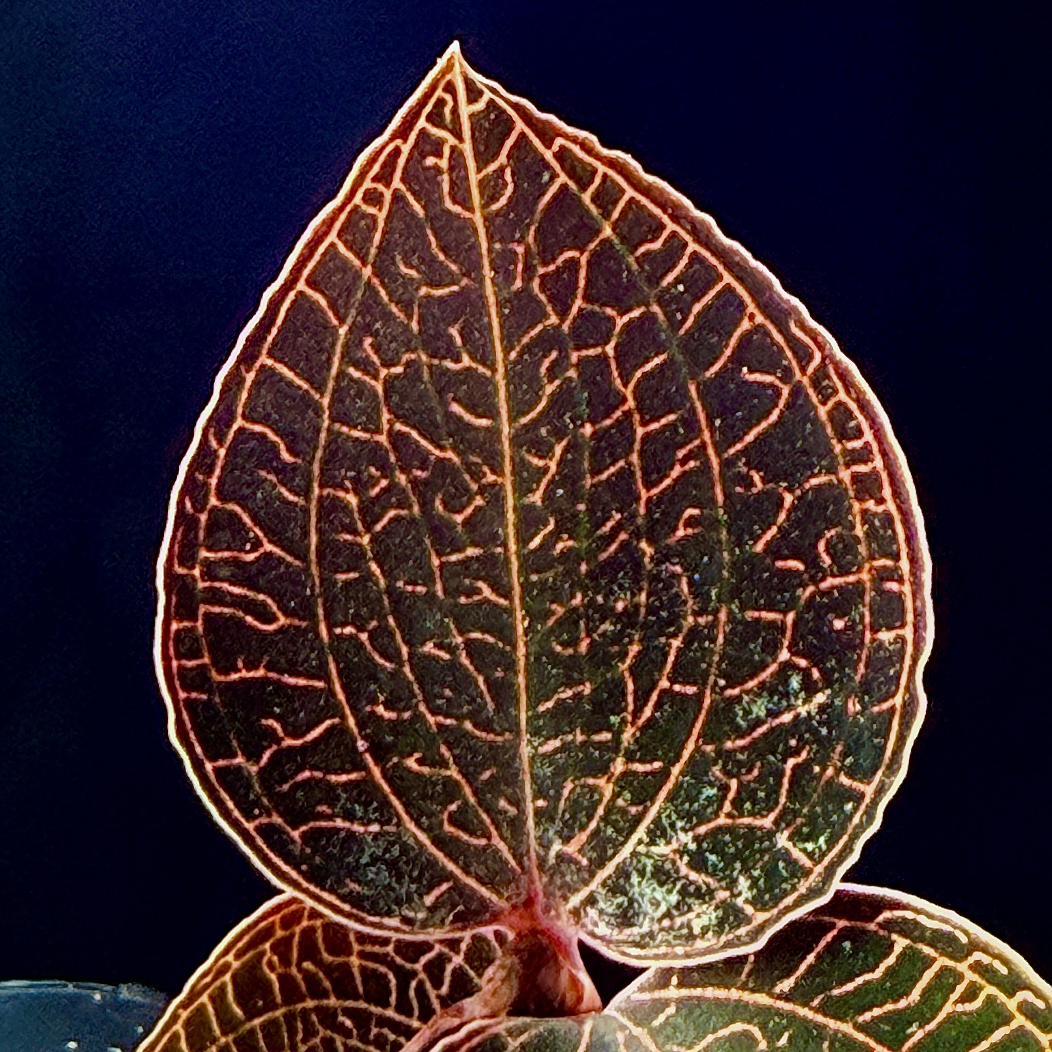 Anoectochilus 'Red Clouds'