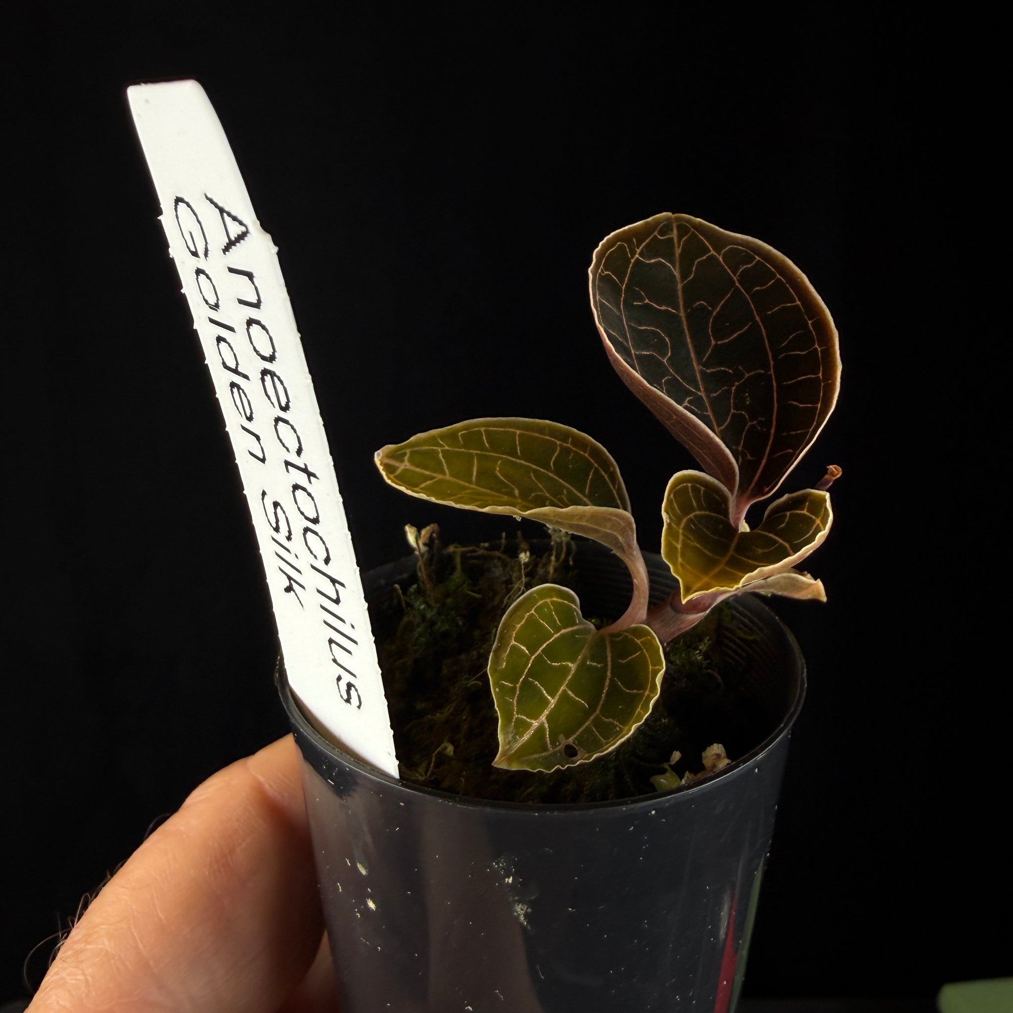 Anoectochilus 'Golden Silk'