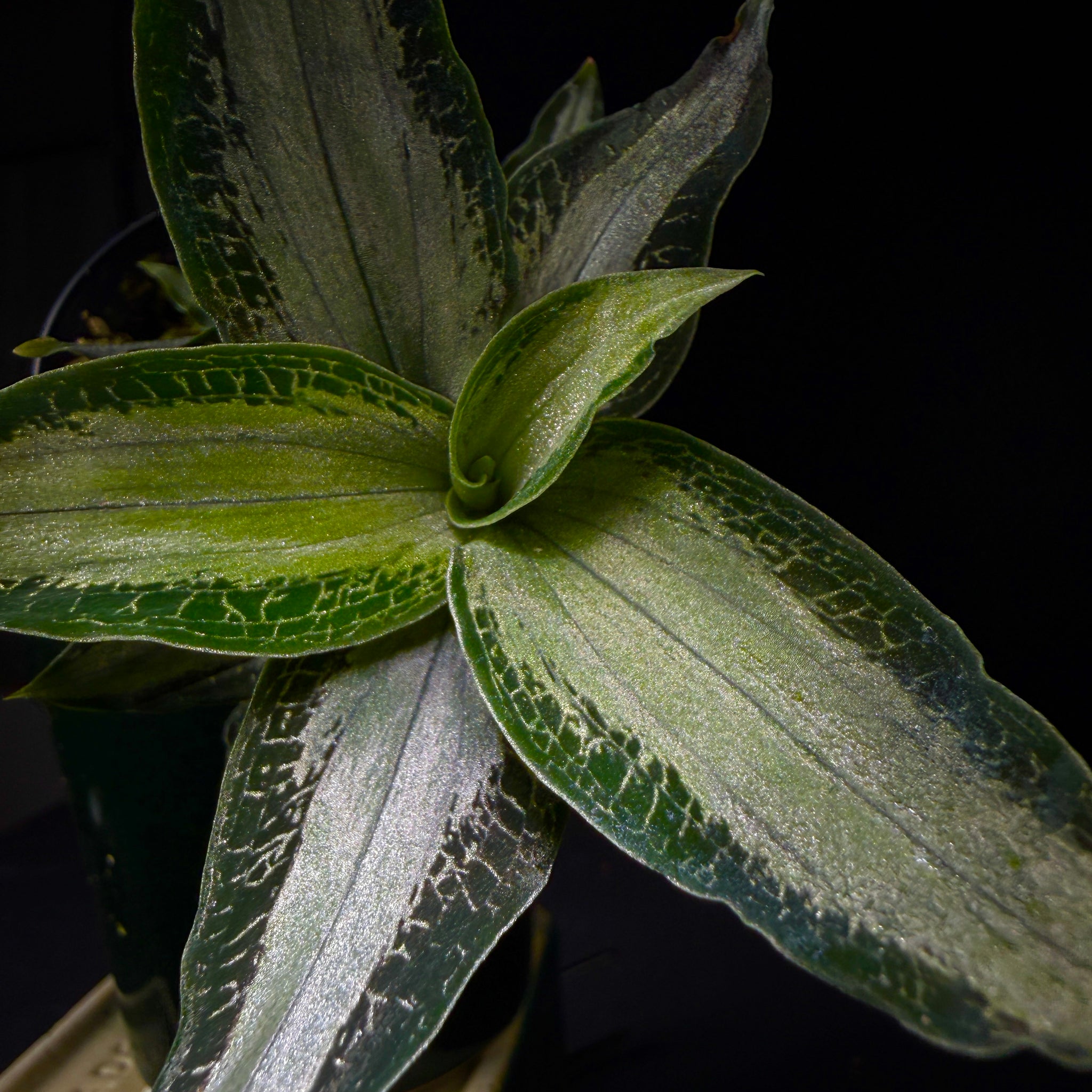 Microchilus argenteus (syn. Aspidogyne argentea) (WA Prohibited)