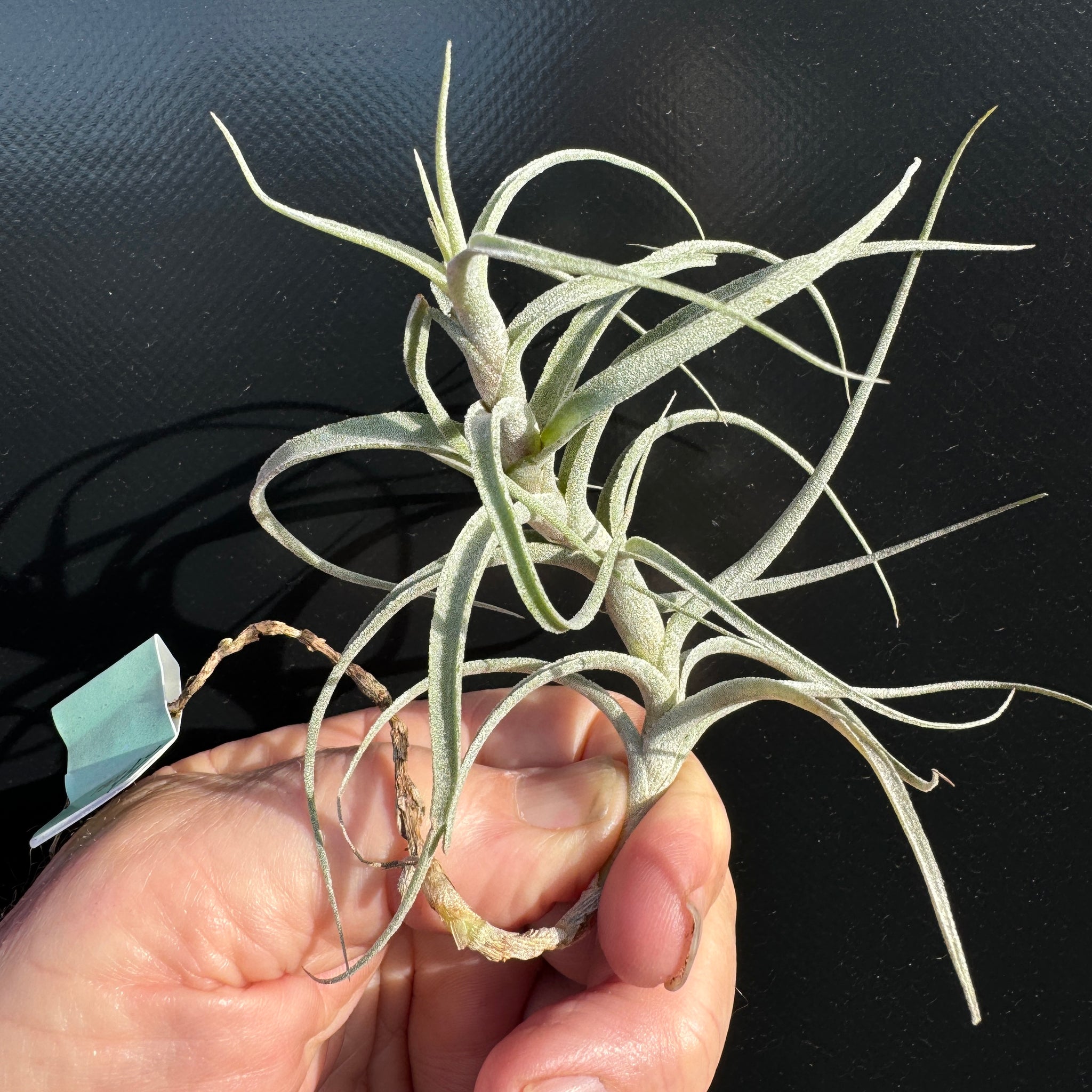 Tillandsia incarnata