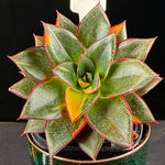 Echeveria Dionysos Monocerotis 'Variegata'