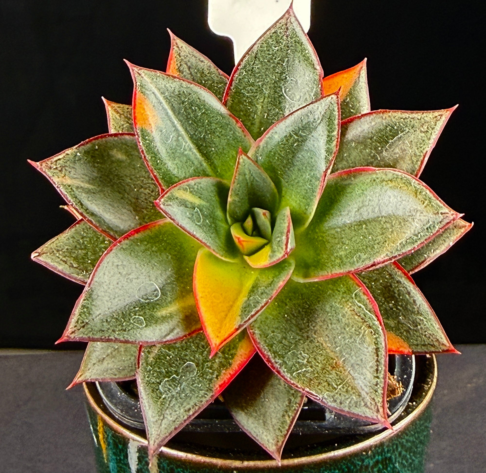 dionysos succulent Echeveria 'Dionysos Monokerotis Variegata' – Collectors Online