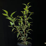 Ficus benjamina (Variegated)