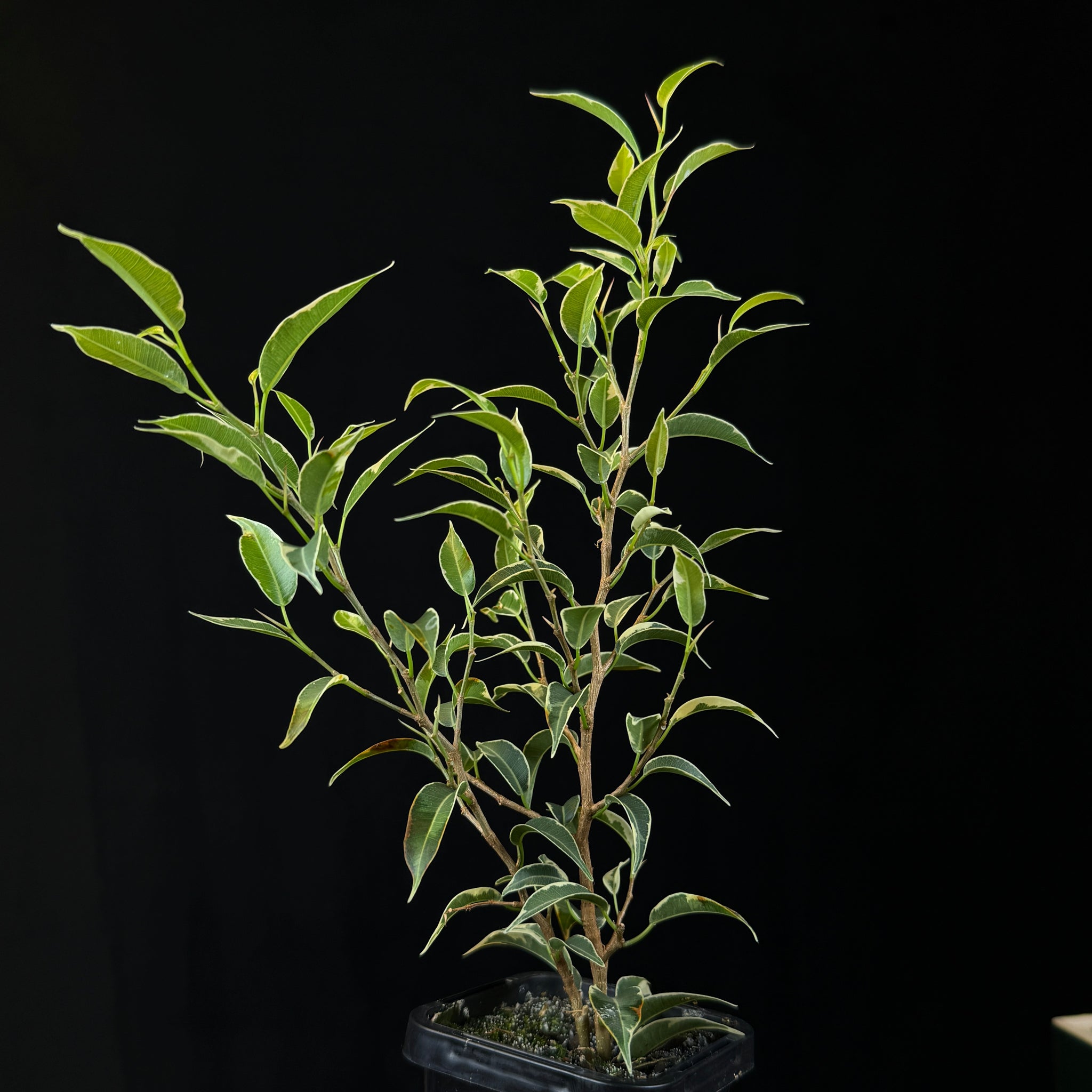 Ficus benjamina (Variegated)