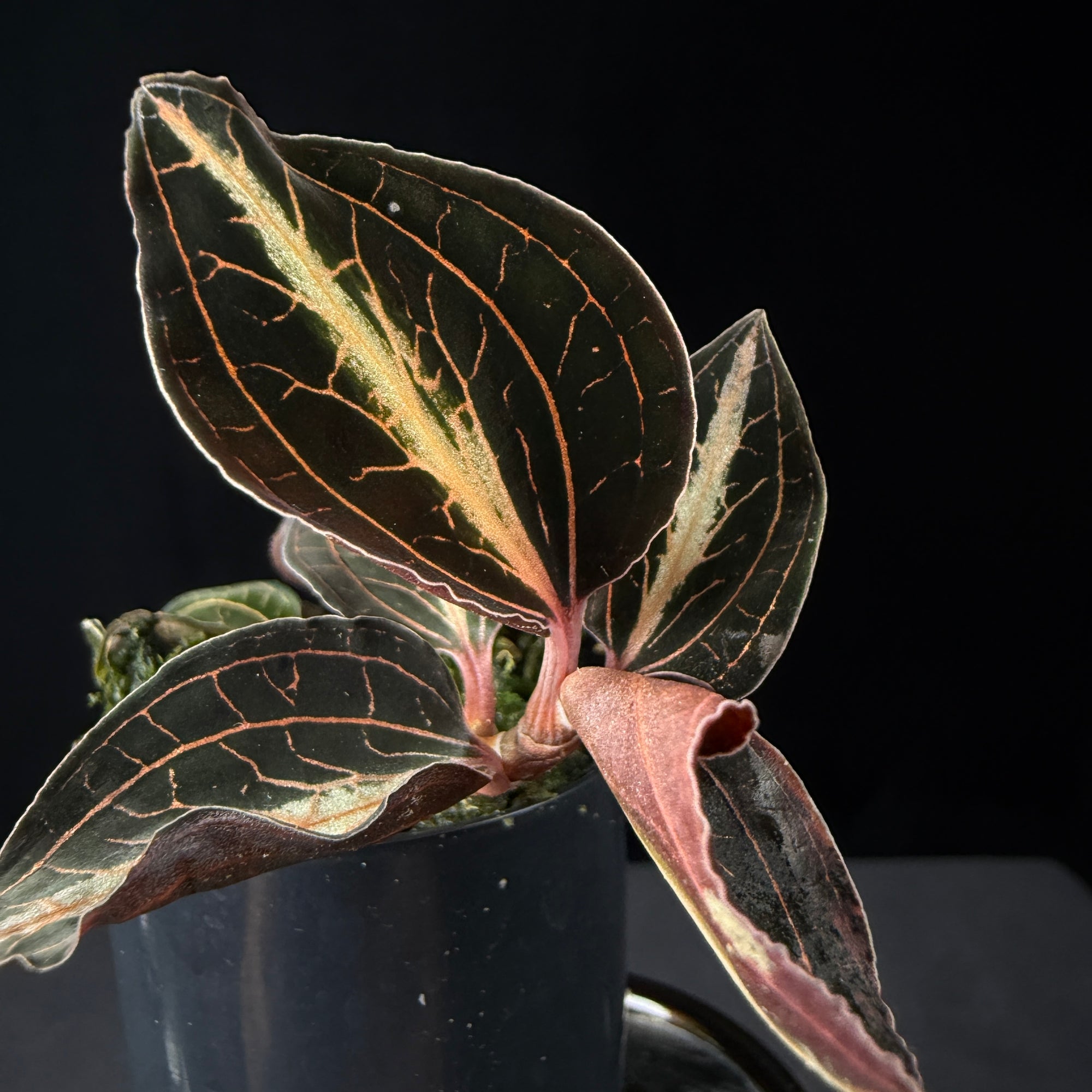 Anoectochilus lylei 'Brown'