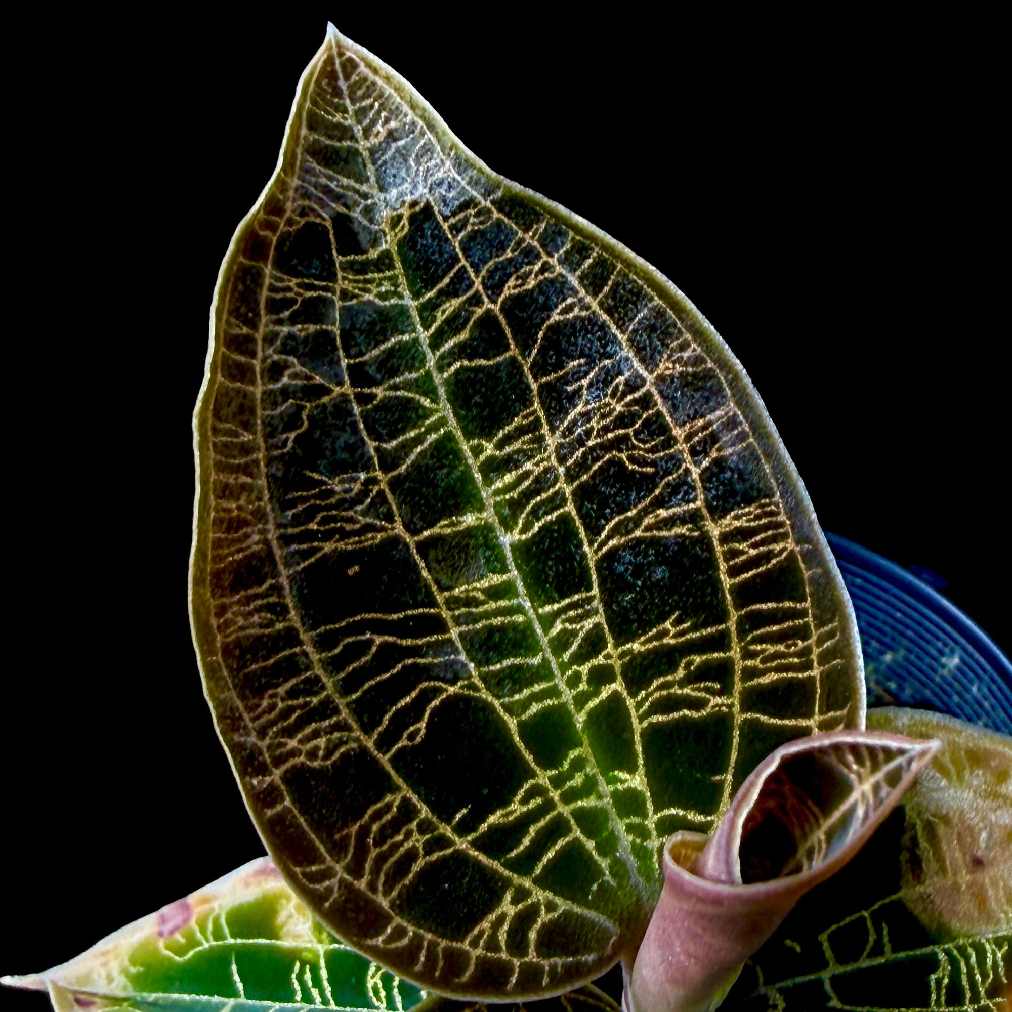 Macodes petola ‘Dark Form’ | Jewel Orchid – Collectors Online