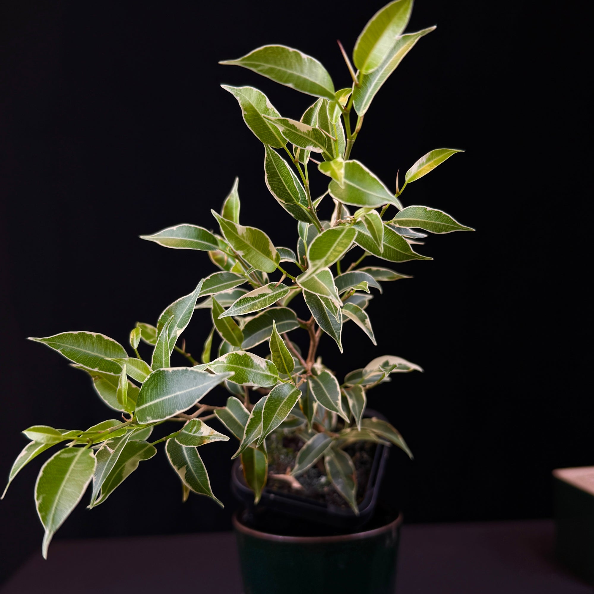 Ficus benjamina (Variegated)