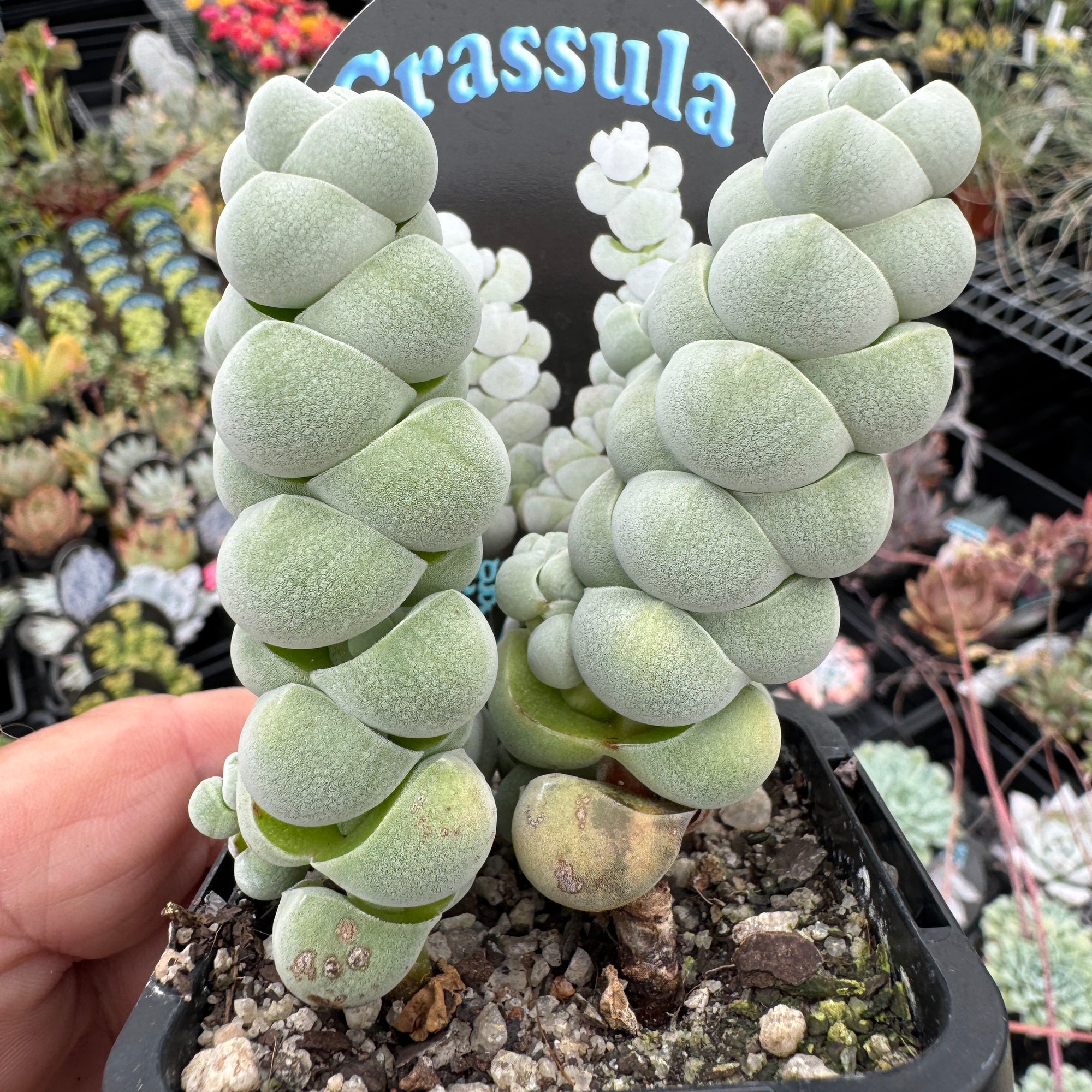 Crassula plegmatoides arta