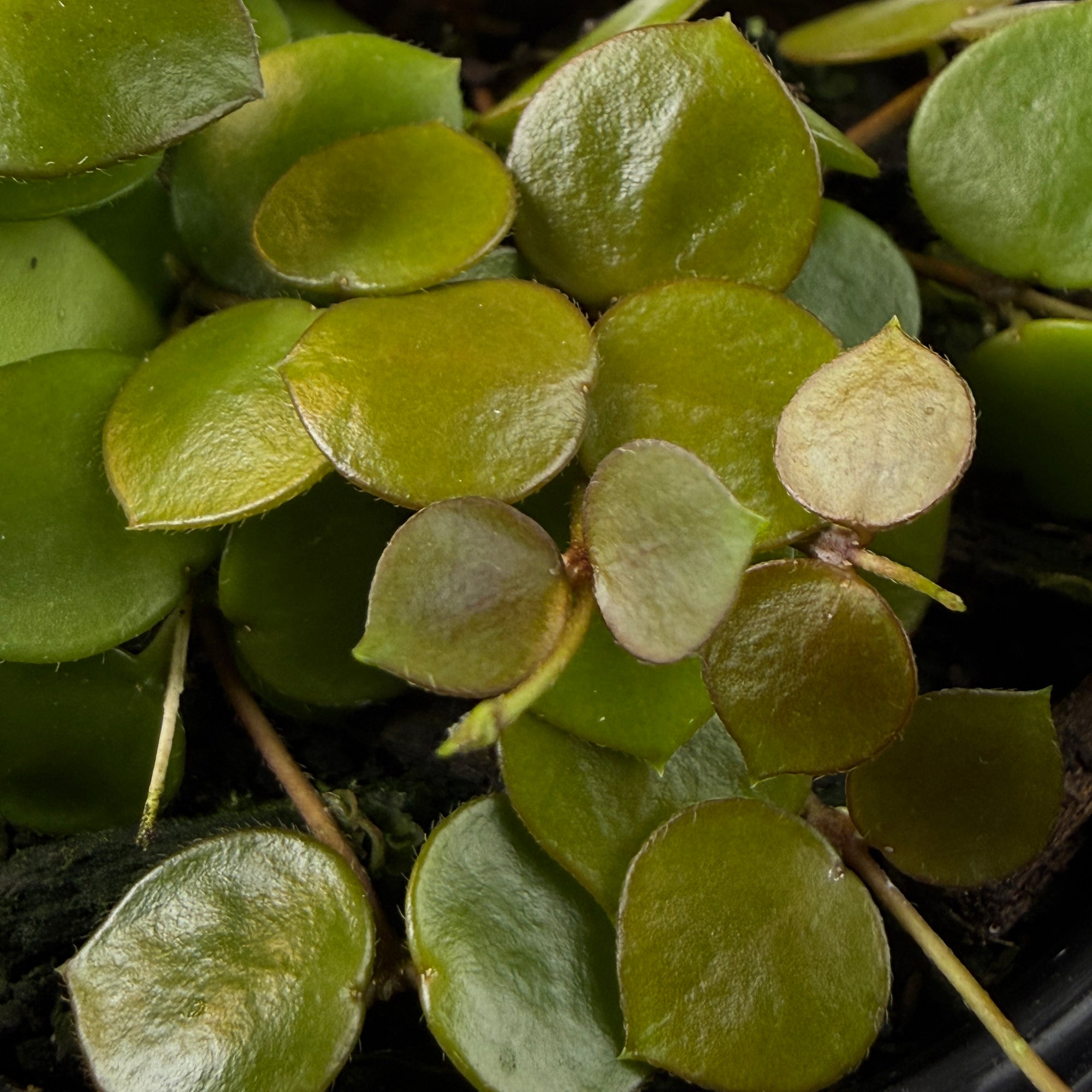 Hoya peltata (WA Prohibited)