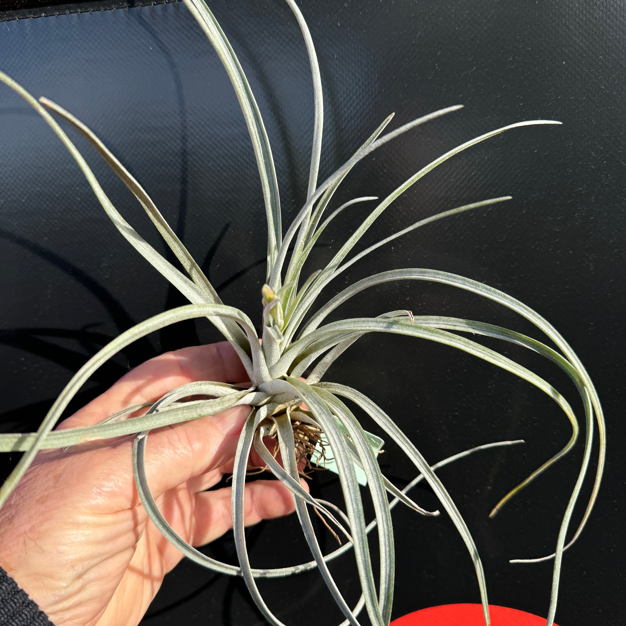 Tillandsia aff. utriculata