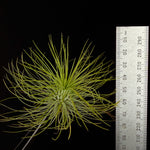 Tillandsia andreana