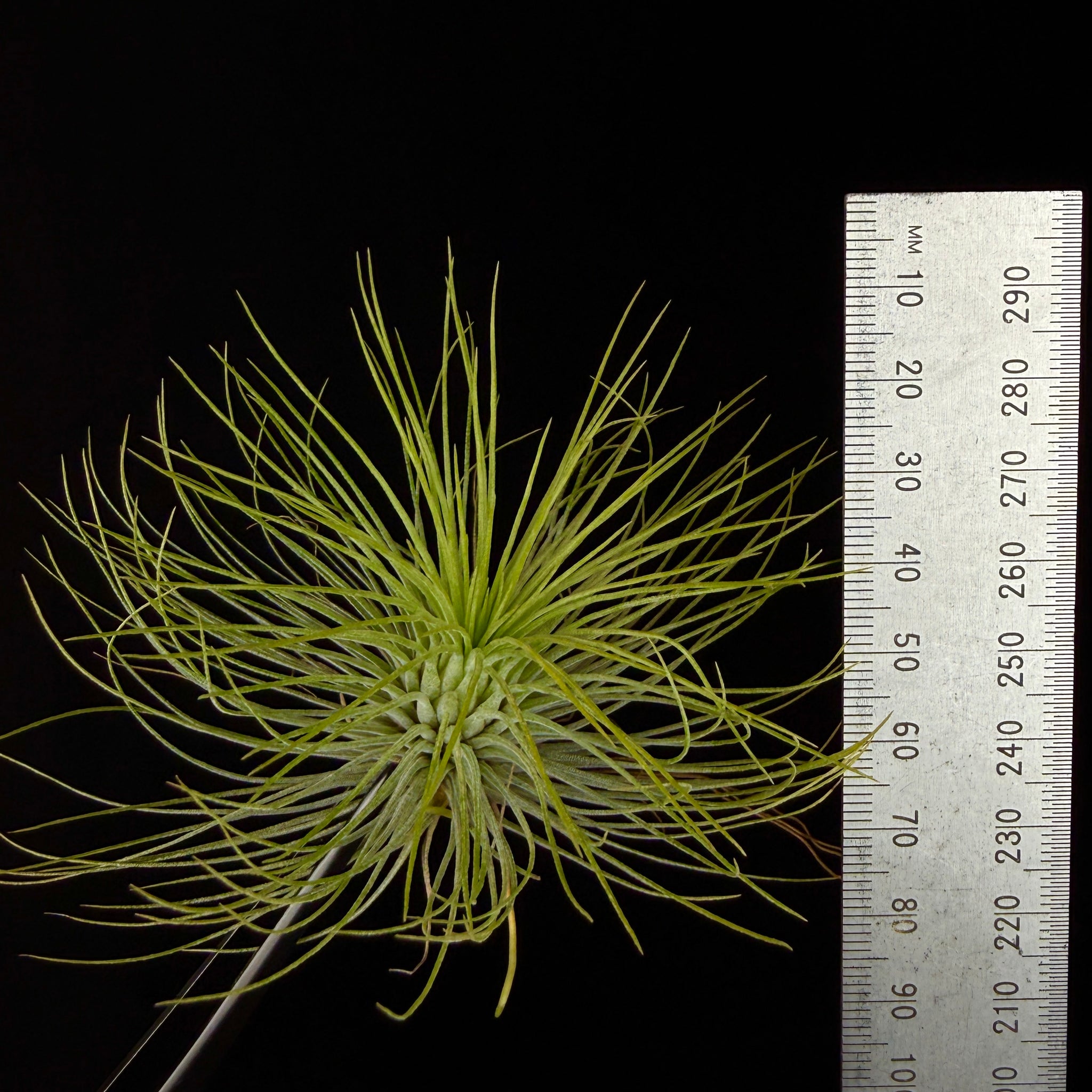 andreana air plant Tillandsia andreana – Collectors Online